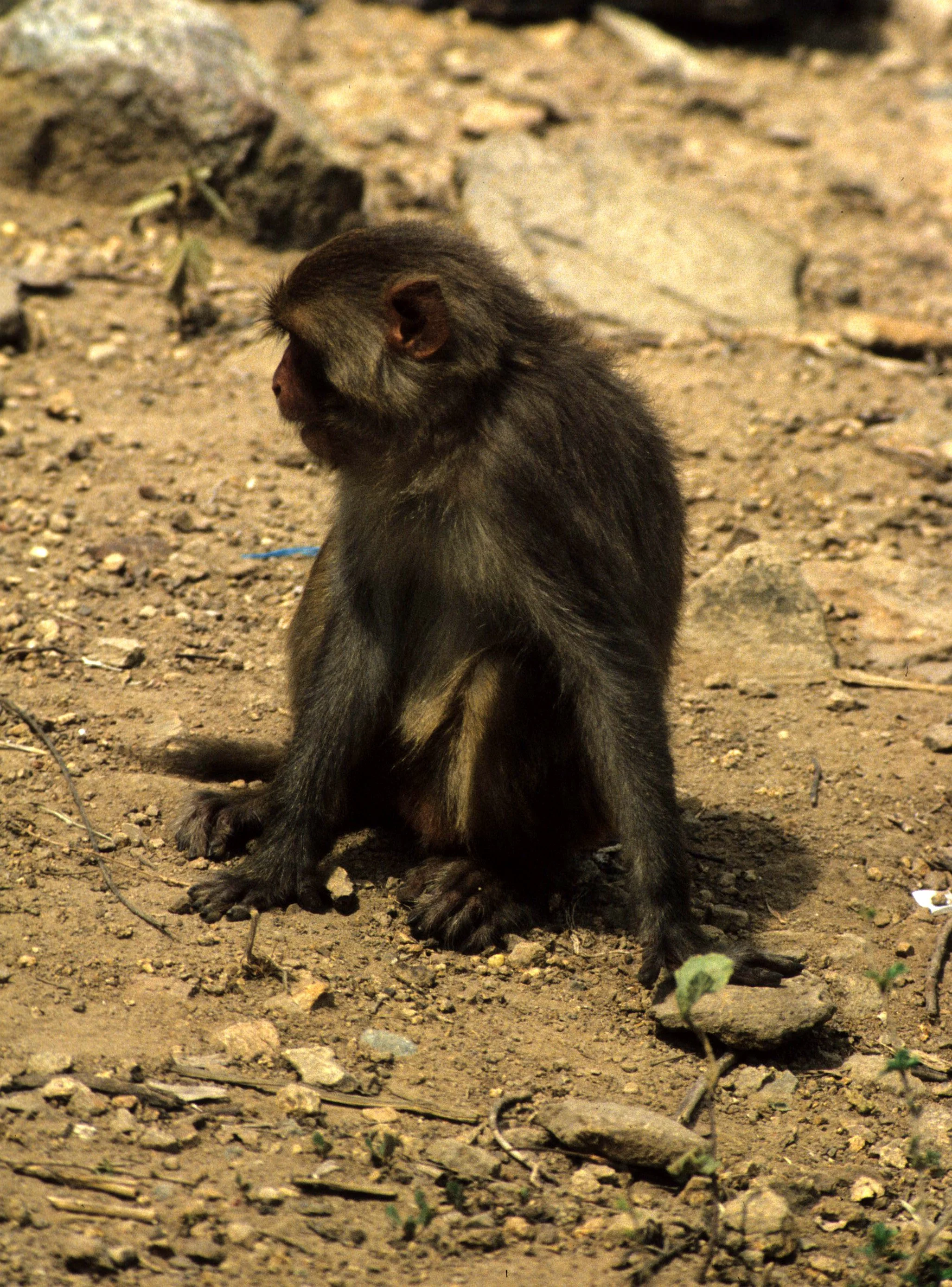 PRIMATE - MACAQUE SPECIES - RHESUS - NHA TRANG.jpg