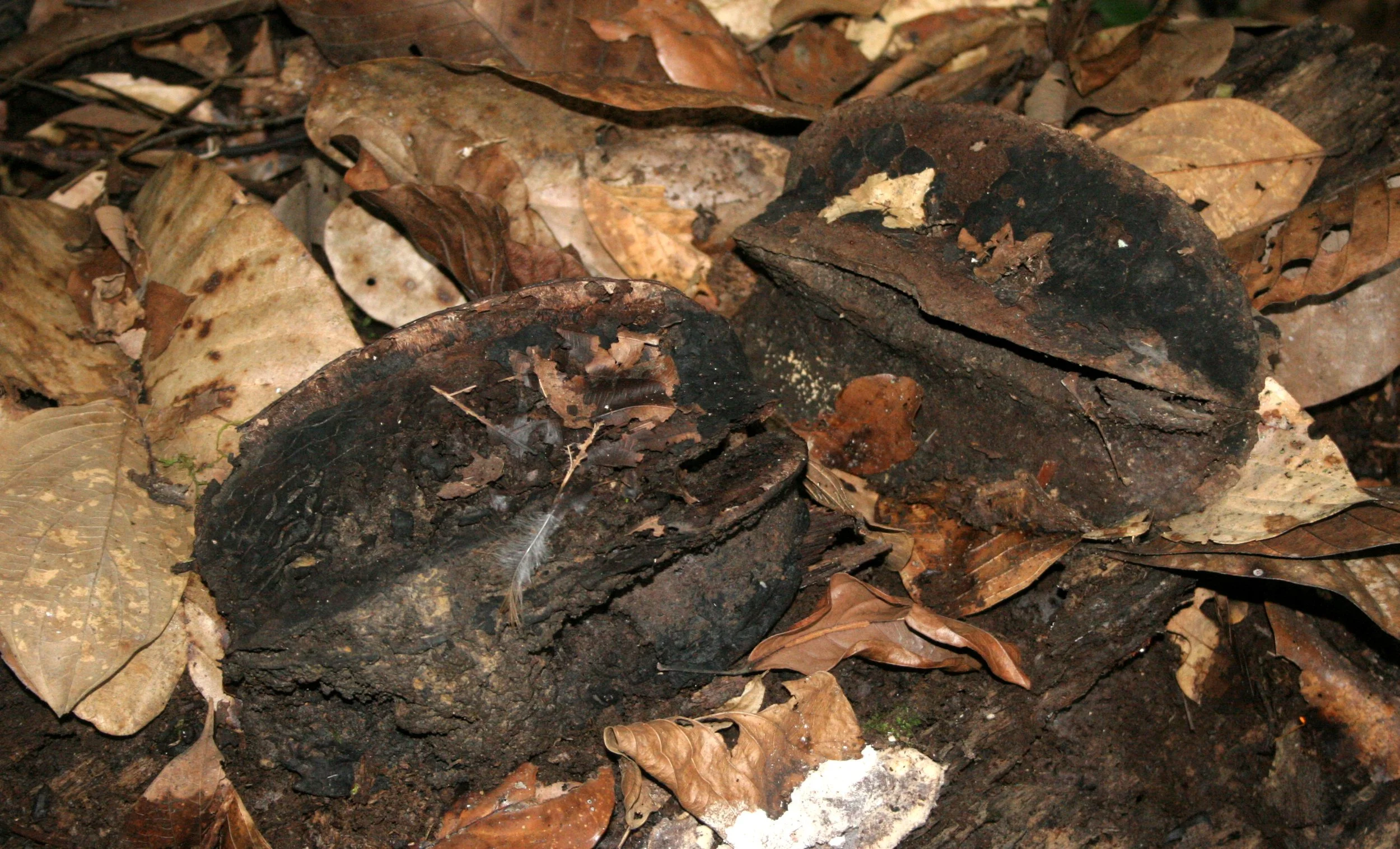 DANUM VALLEY BORNEO - GIANT PODS.JPG