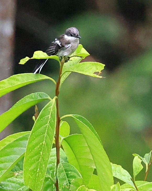 Bar-winged Flycatcher-shrike (Hemipus picatus) Khao Yai National Park Feb 2026 Day 2 (4).jpg
