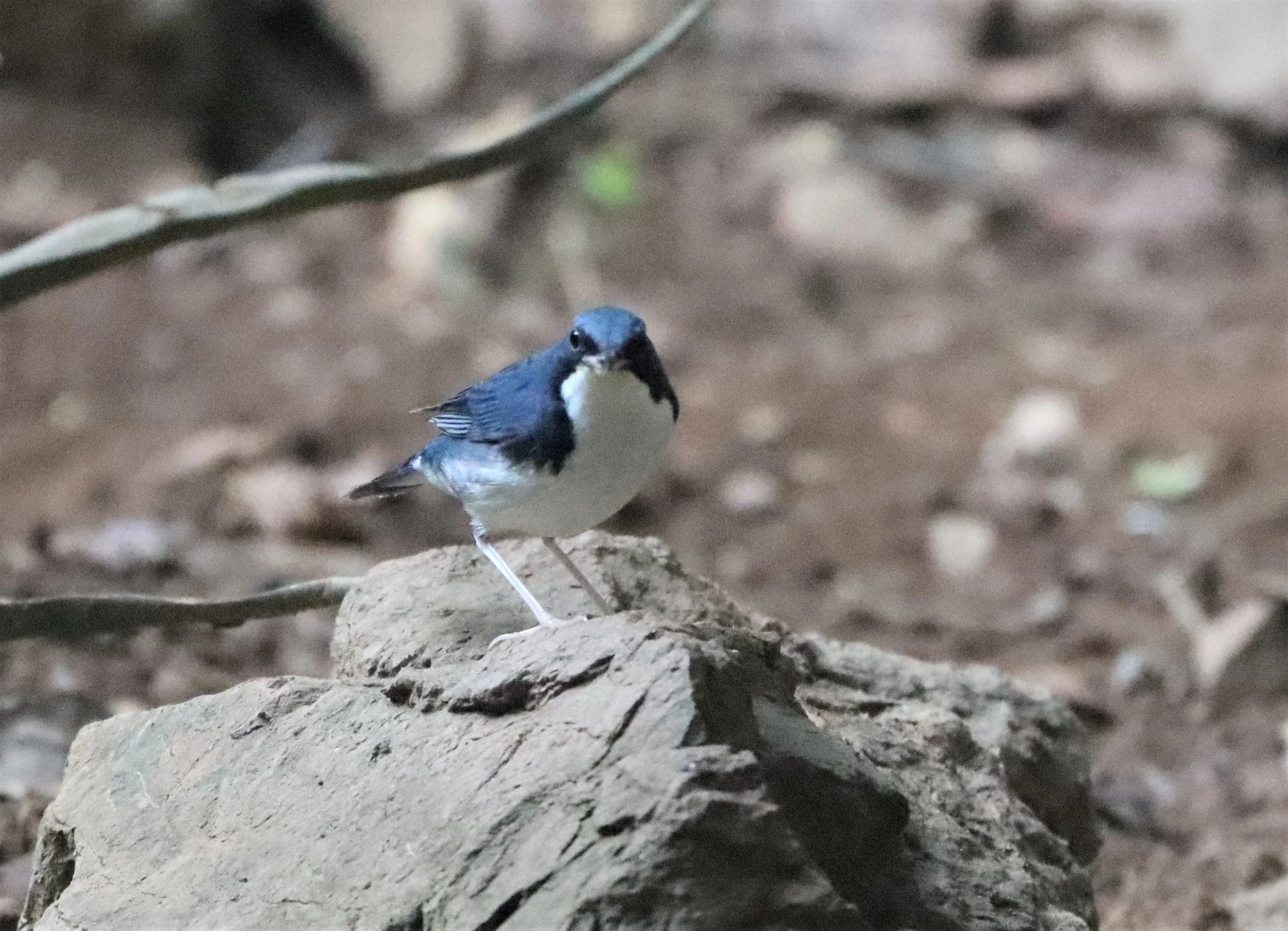 ROBIN - SIBERIAN BLUE ROBIN - Luscinia cyane - NEUNG HIDE, KAENG KRACHAN 2021 (1).jpg
