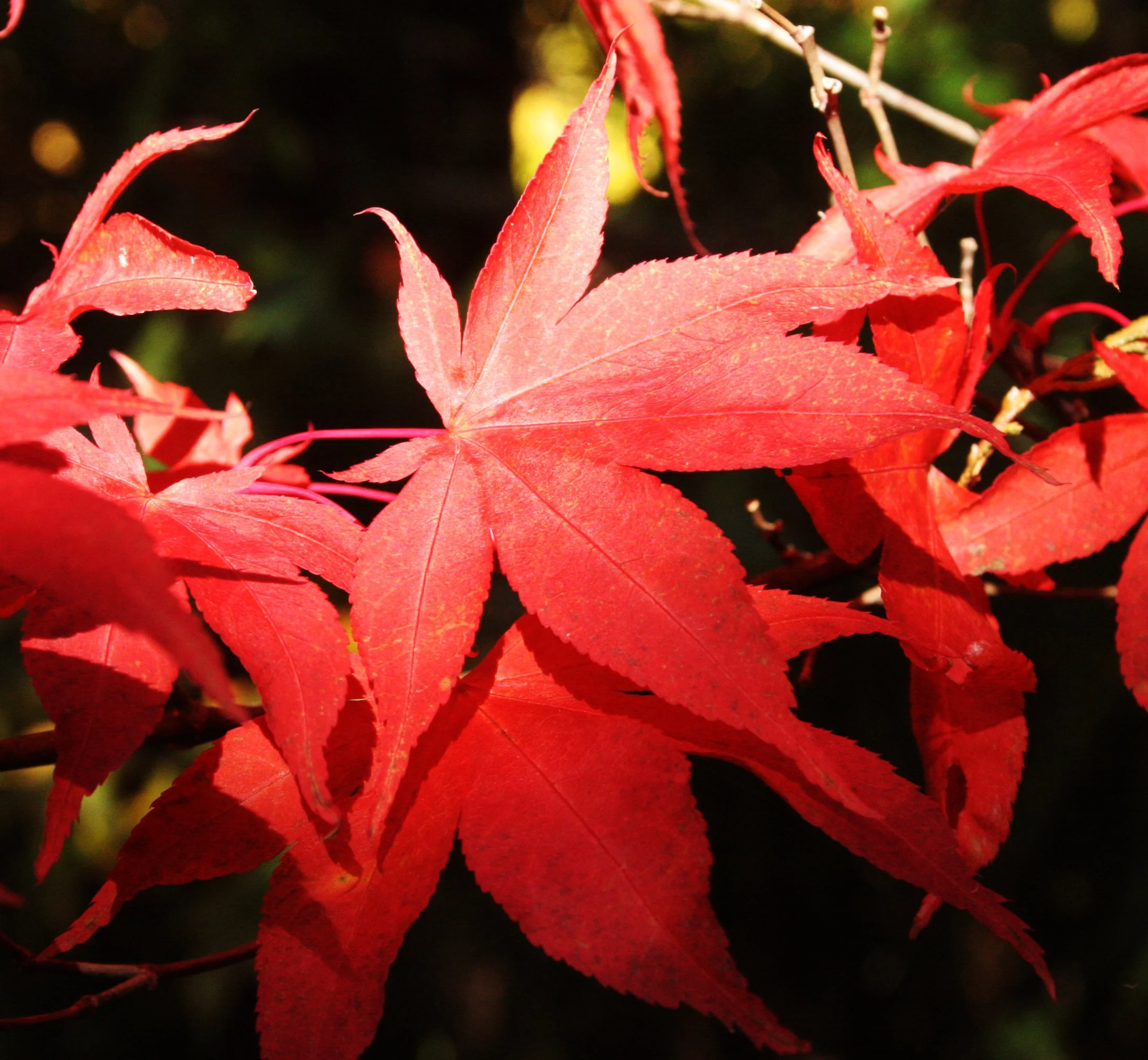 2008-10-26 MAPLE AND MERLOT - ELWHA RIVER VALLEY WA (12).JPG
