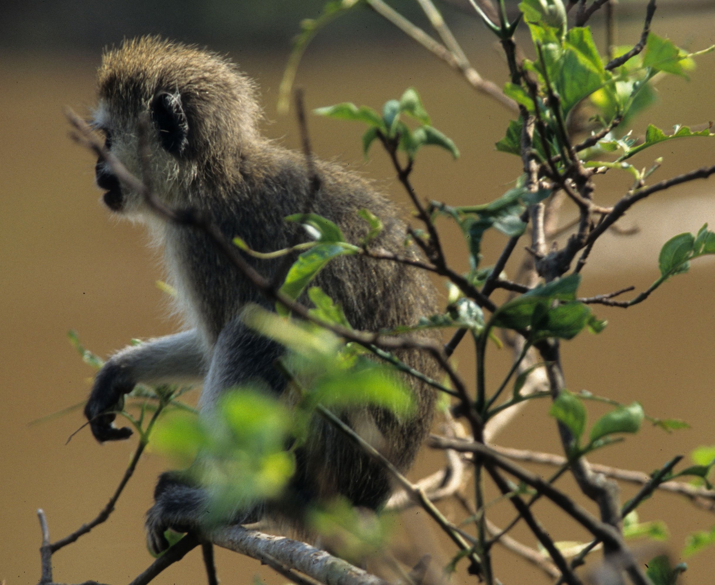 PRIMATE - VERVETMONKEY - SERENGETI 3.jpg