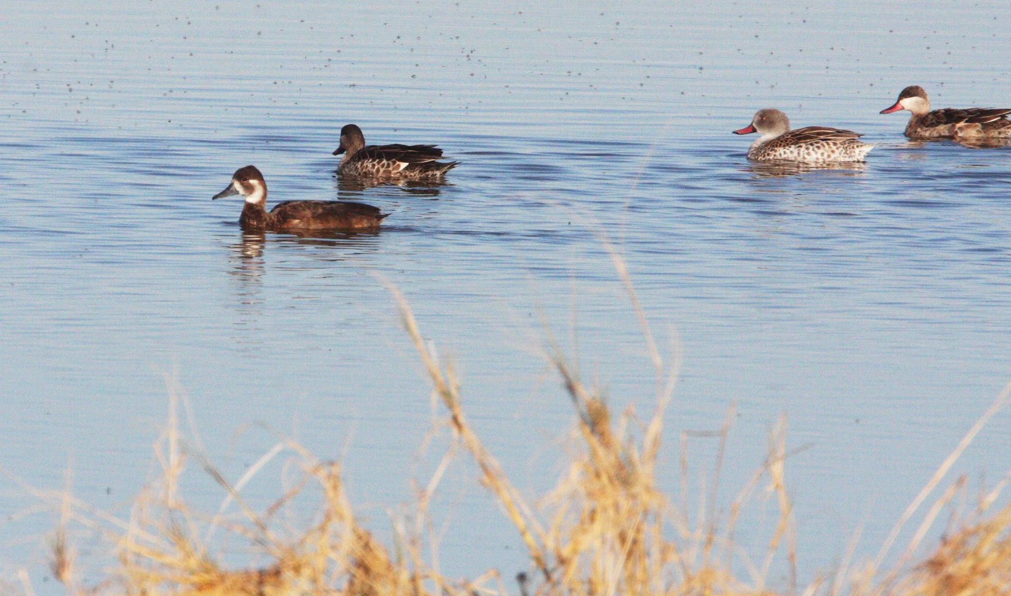 TEAL - CAPE TEAL - Anas capensis - WITH SOUTHERN POCHARD (Netta erythrophthalma) - ETOSHA NATIONAL PARK NAMIBIA (12).JPG