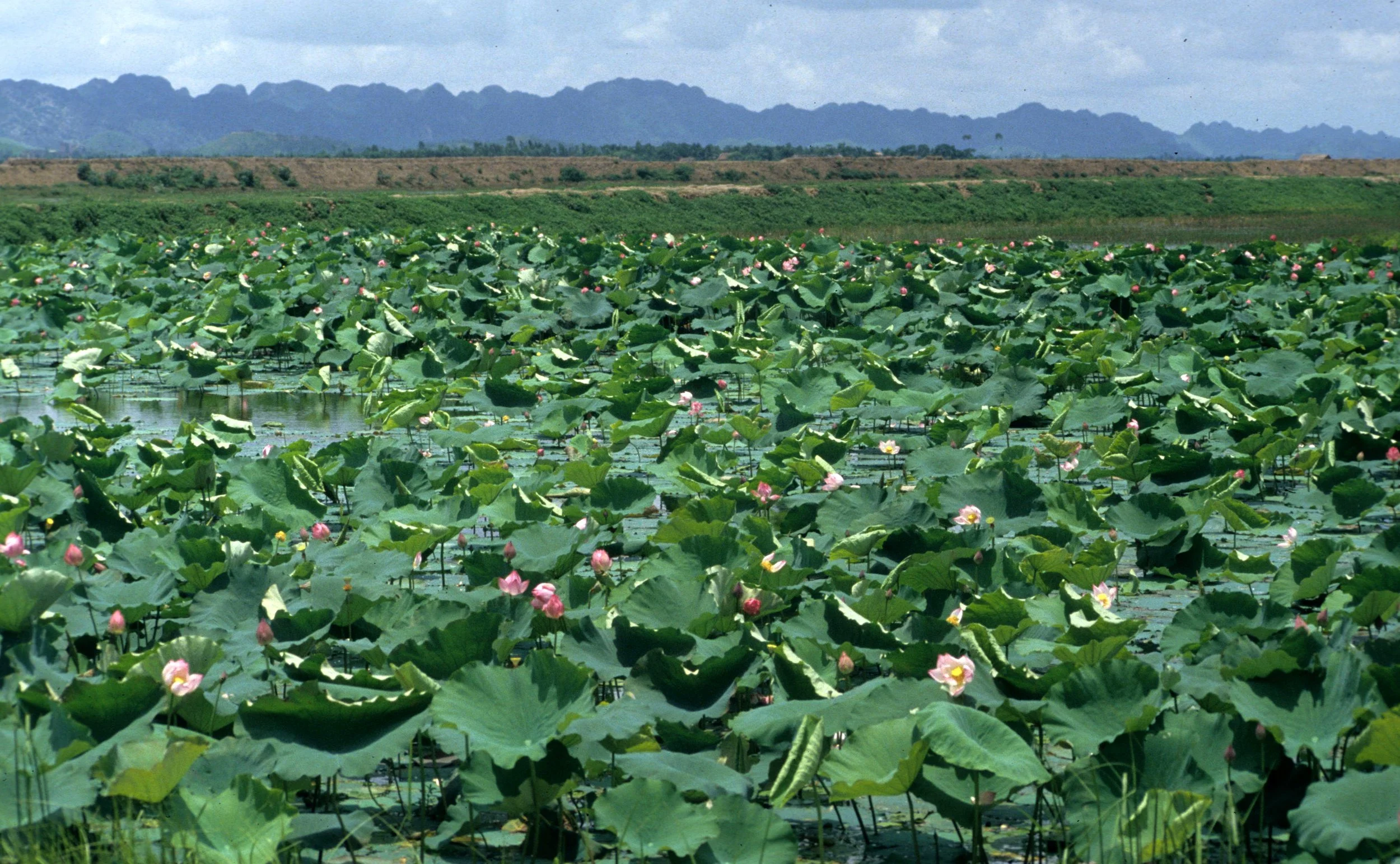 VIET NAM - LOTUS PLANTS (3).jpg