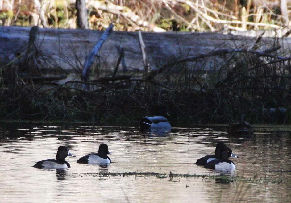BIRD - DUCK - RING-NECKED DUCK - HOH RAINFOREST WA.JPG