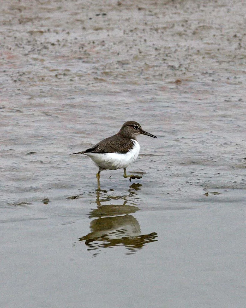 BIRD - SANDPIPER - COMMON SANDPIPER- YANCHENG CHINA (16).JPG