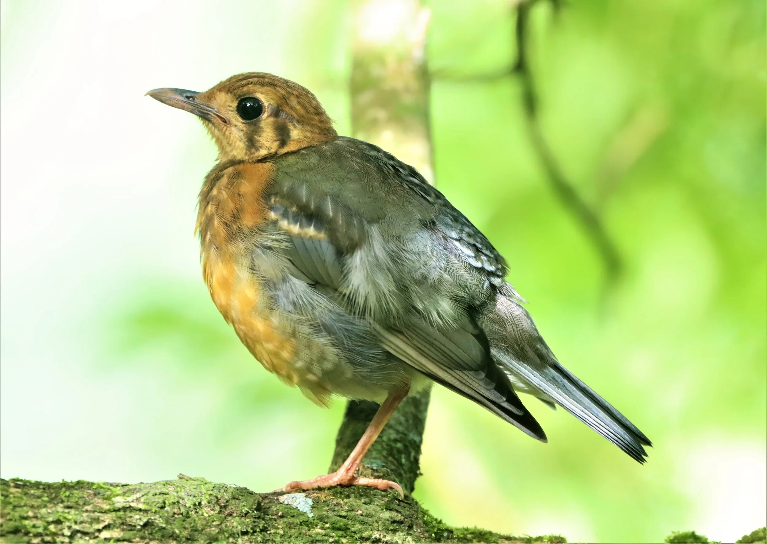 Orange-headed Thrush (Zoothera citrina) Doi Ang Kang Chiang Mai (36).jpg