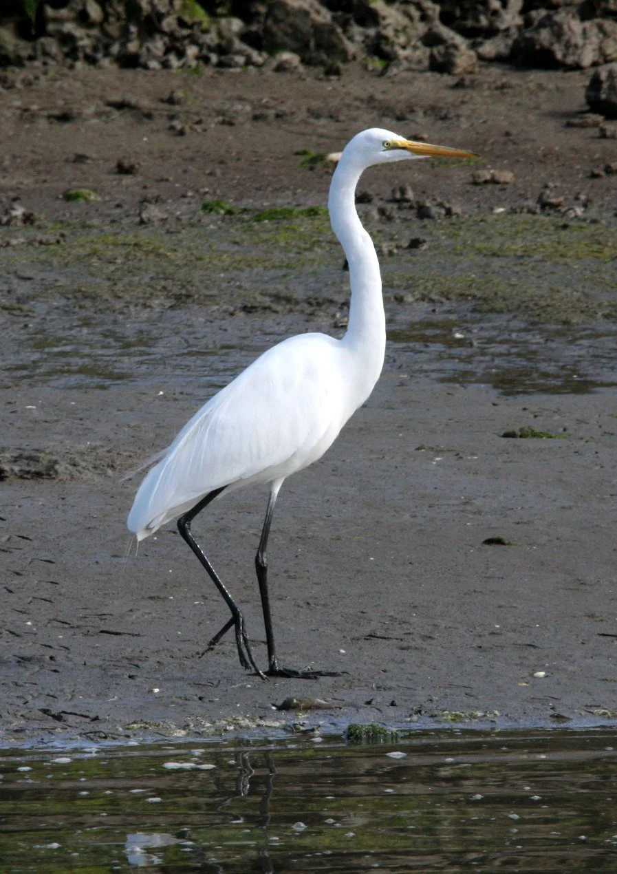 EGRET -  AMERICAN GREAT EGRET - Ardea alba egretta - ELKHORN SLOUGH WILDLIFE REFUGE CALIFORNIA (13).JPG