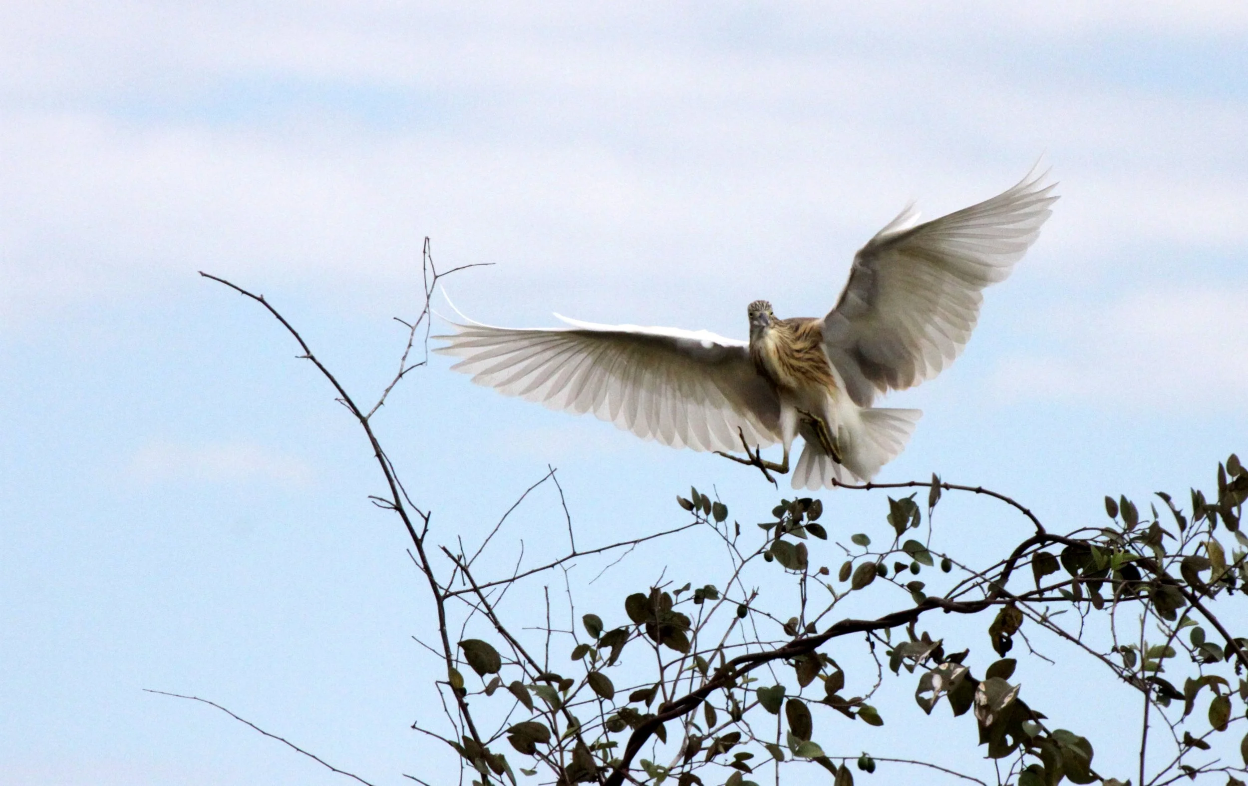 HERON - MADAGASCAR SQUACCO HERON - Ardeola idae - KIRINDY NATIONAL PARK - MADAGASCAR (15).JPG