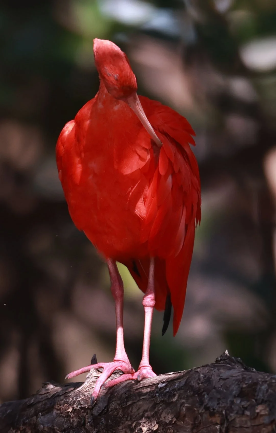 Ibis - Scarlet Ibis - Eudocimus ruber - 29 Songkaow Cafe, Chachoengsao Thailand (370).jpg