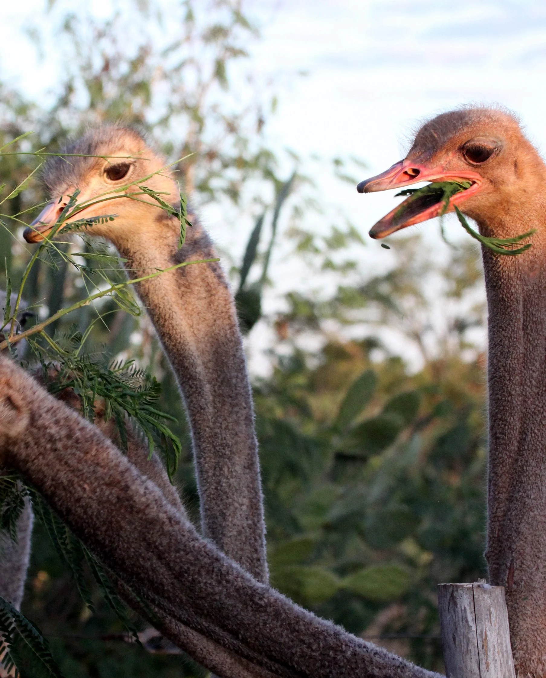Struthio camelus australis - SOUTH AFRICAN OSTRICH - BERENTY RESERVE MADAGASCAR EGG LAYERS (4).JPG