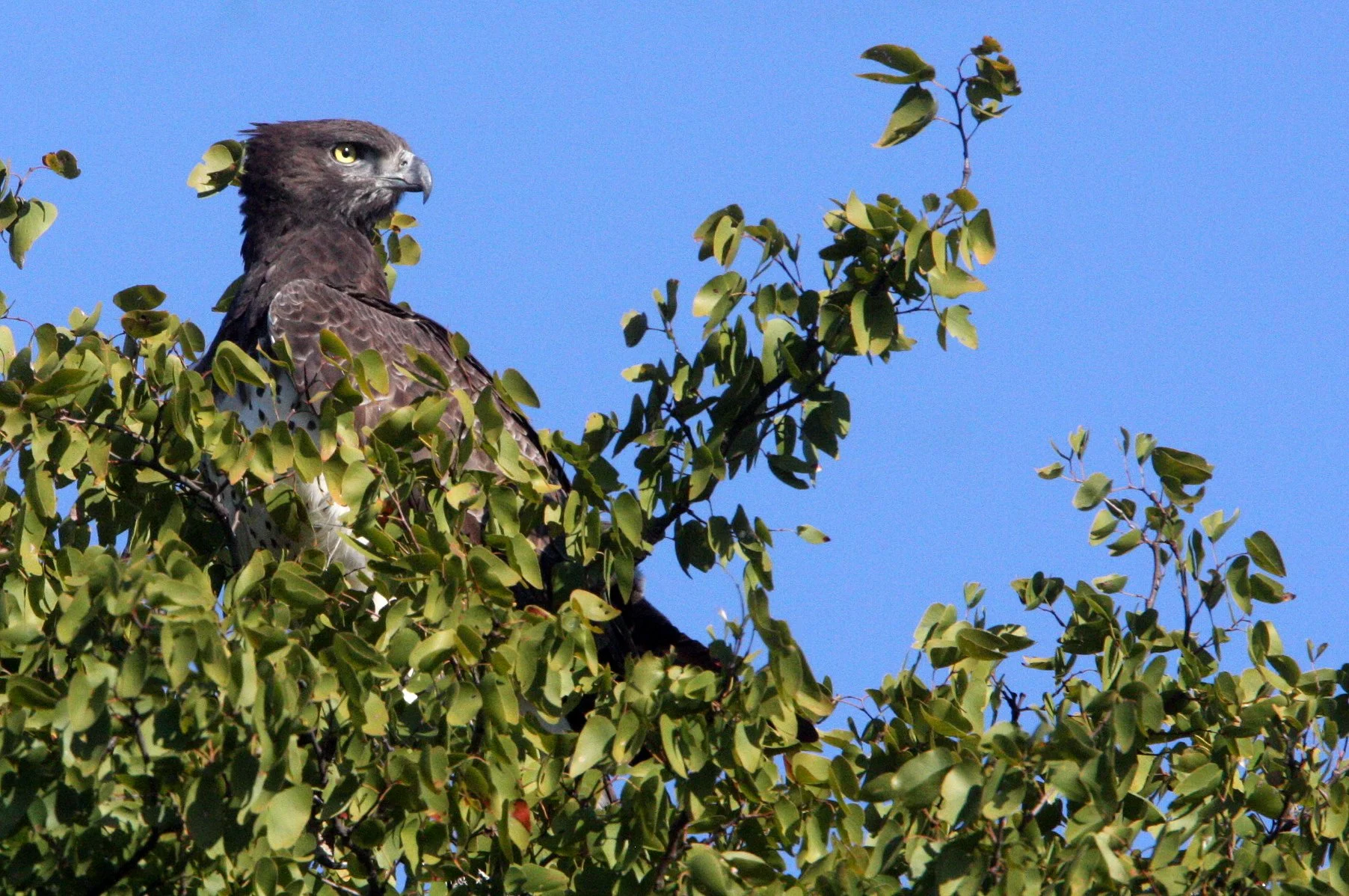 Polemaetus bellicosus - MARTIAL EAGLE - KRUGER NATIONAL PARK SOUTH AFRICA (19).JPG