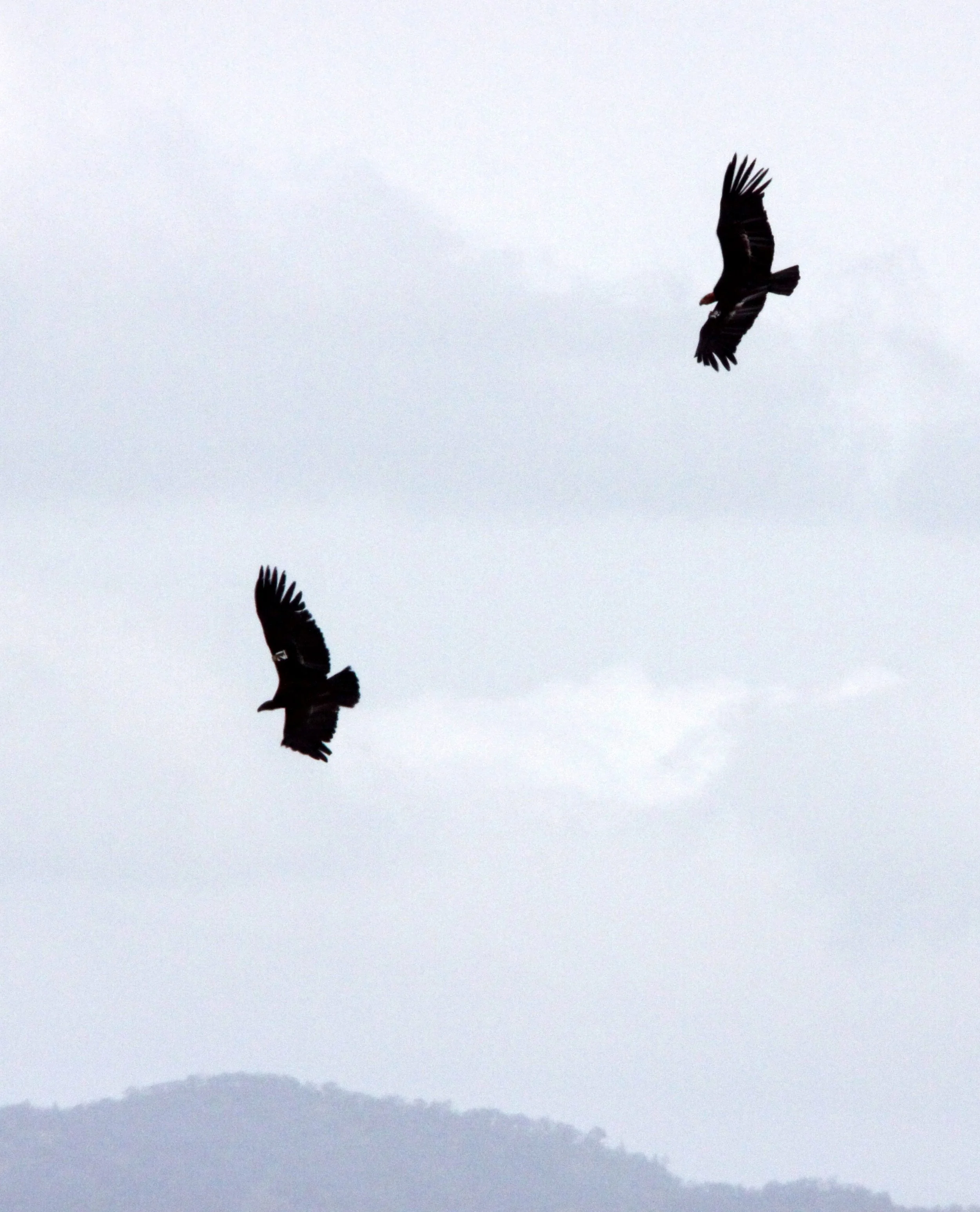 Gymnogyps californianus - CALIFORNIA CONDOR - PINNACLES NATIONAL MONUMENT CALIFORNIA (54).JPG