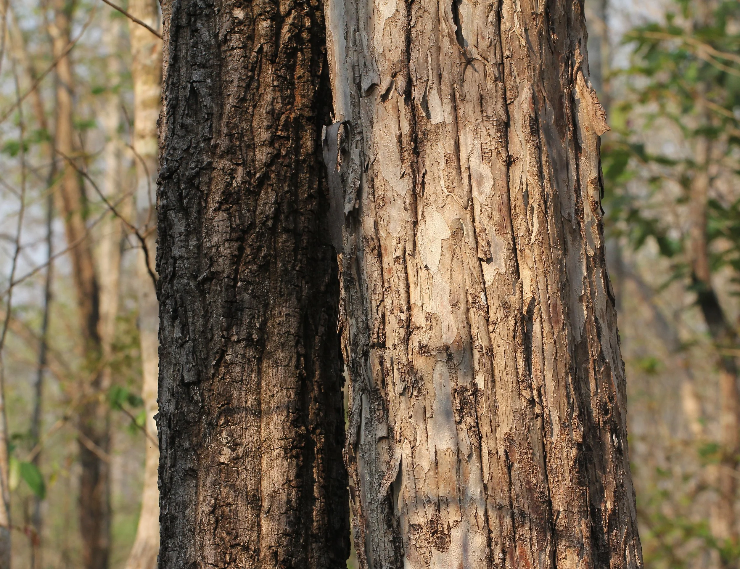 KHAO BAN DAI - HUAI KHA KHAENG - THAILAND (18).JPG