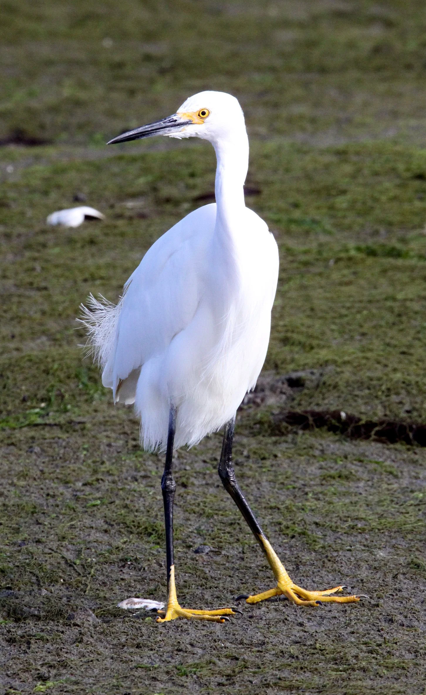 EGRET - SNOWY EGRET - Egretta thula - ELKHORN SLOUGH CALIFORNIA (8).JPG