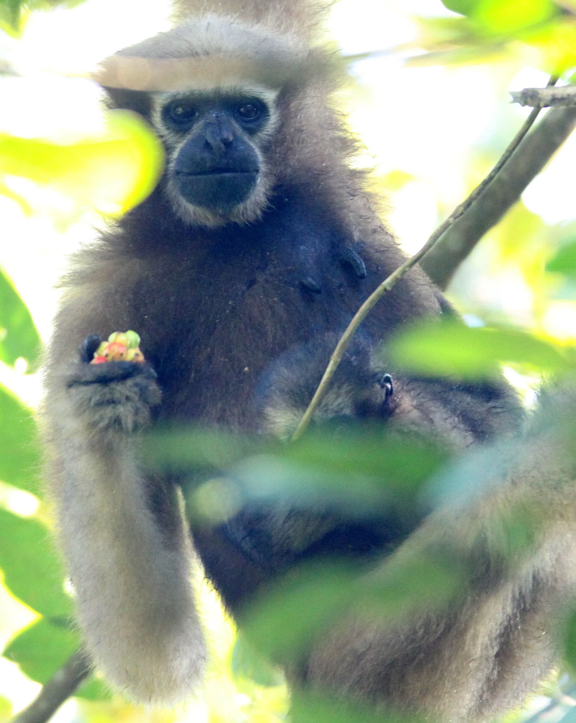 HYLOBATIDAE - Hoolock hoolock - WESTERN HOOLOCK'S GIBBON - WILD GIBBON SANCTUARY ASSAM INDIA (191).JPG