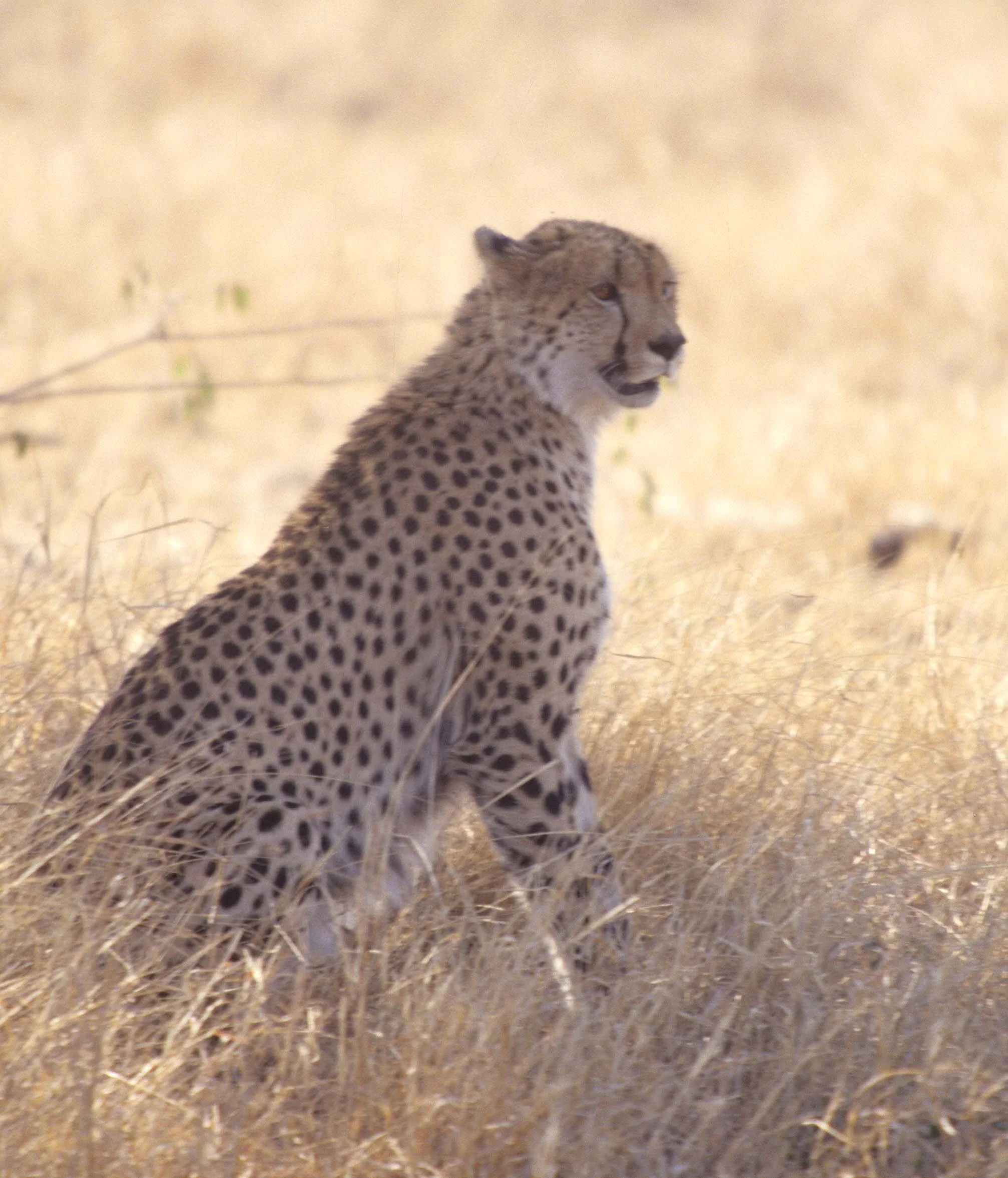 FELID - CHEETAH - KRUGER.jpg