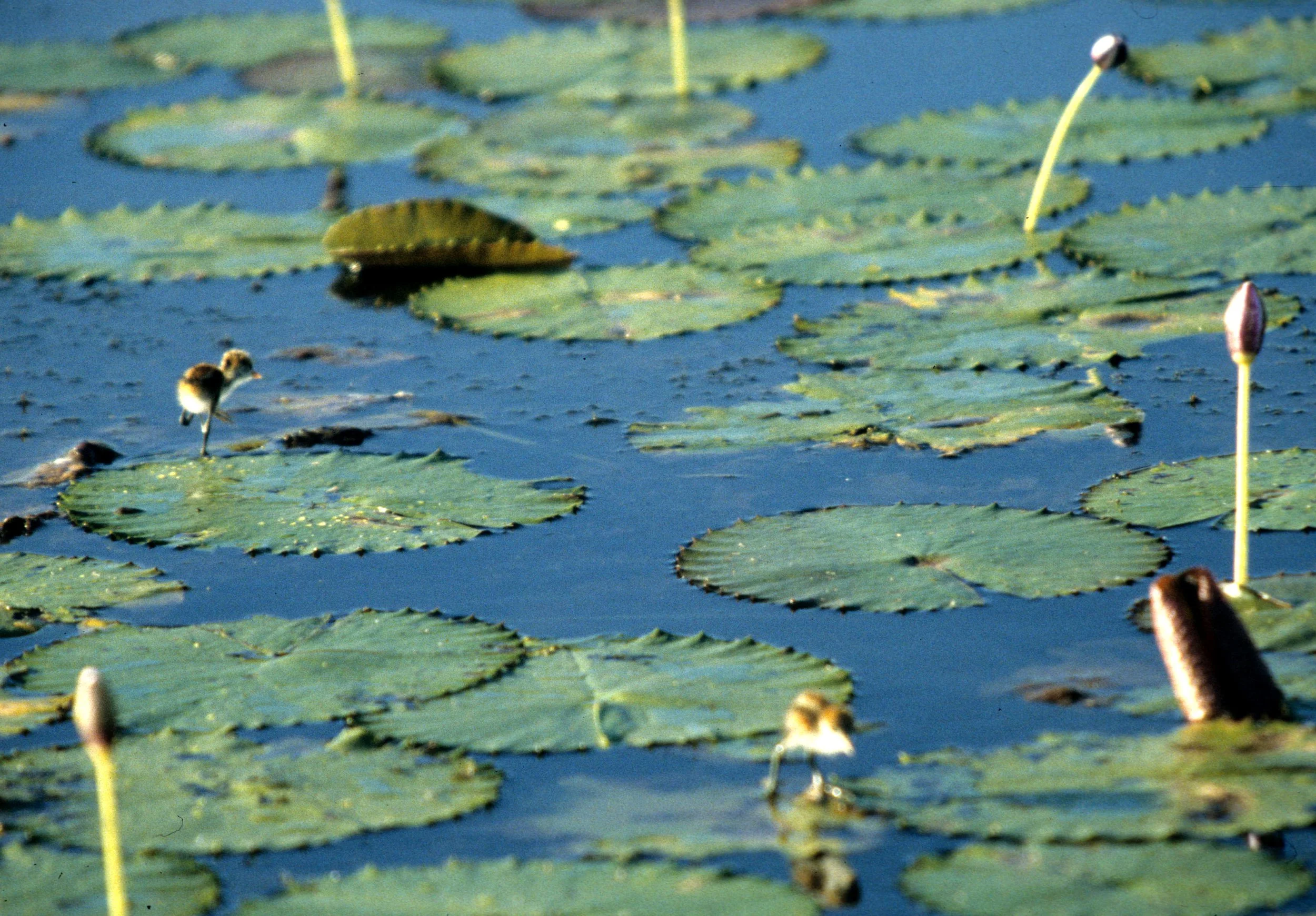 BIRD - JACANA - COMB-CRESTED CHICKS - KAKADU A.jpg
