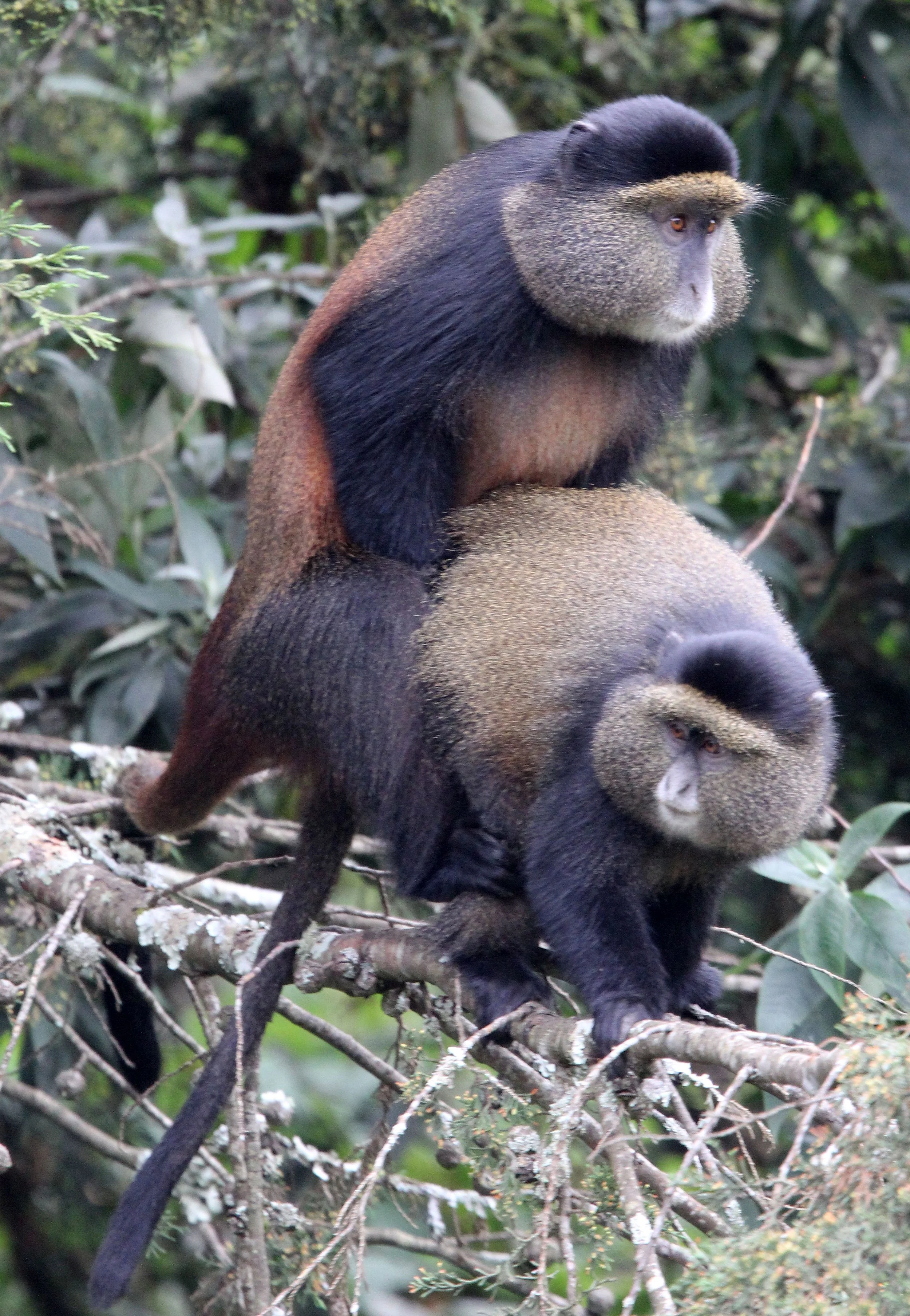 CERCOPITHECIDAE - Cercopithecus kandti - VIRUNGA GOLDEN MONKEY - PARK DU VULCANS RWANDA (372).JPG