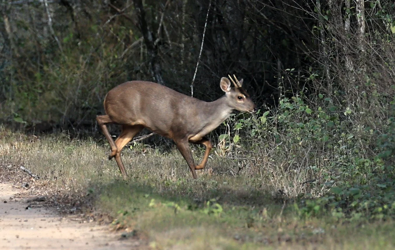 Southern Brown Brocket (Subulo gouazoubira) Selva Serena Natural Reserve (15).jpg