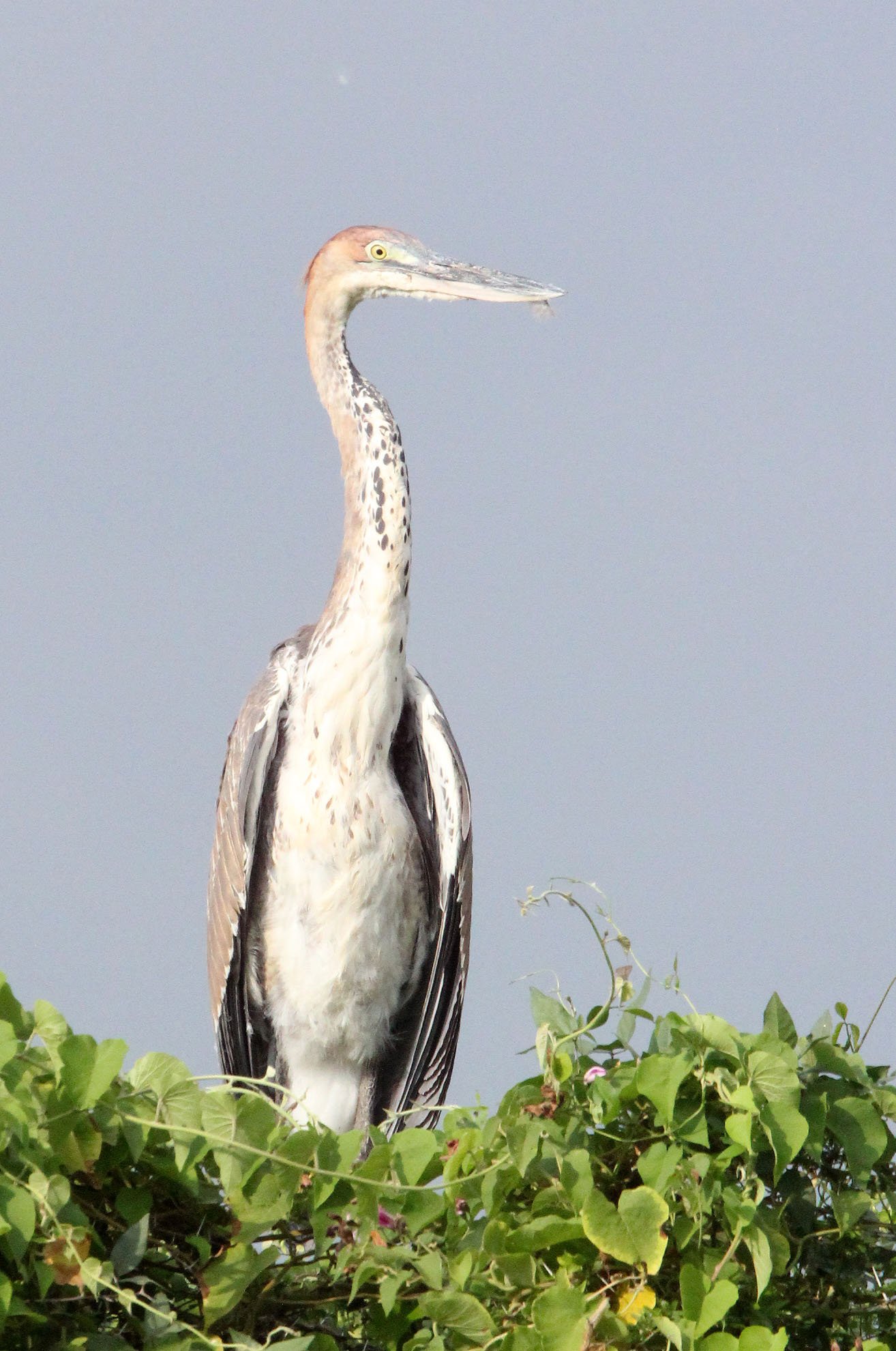 HERON - GOLIATH HERON - Ardea goliath - NECH SAR NATIONAL PARK ETHIOPIA (5).JPG