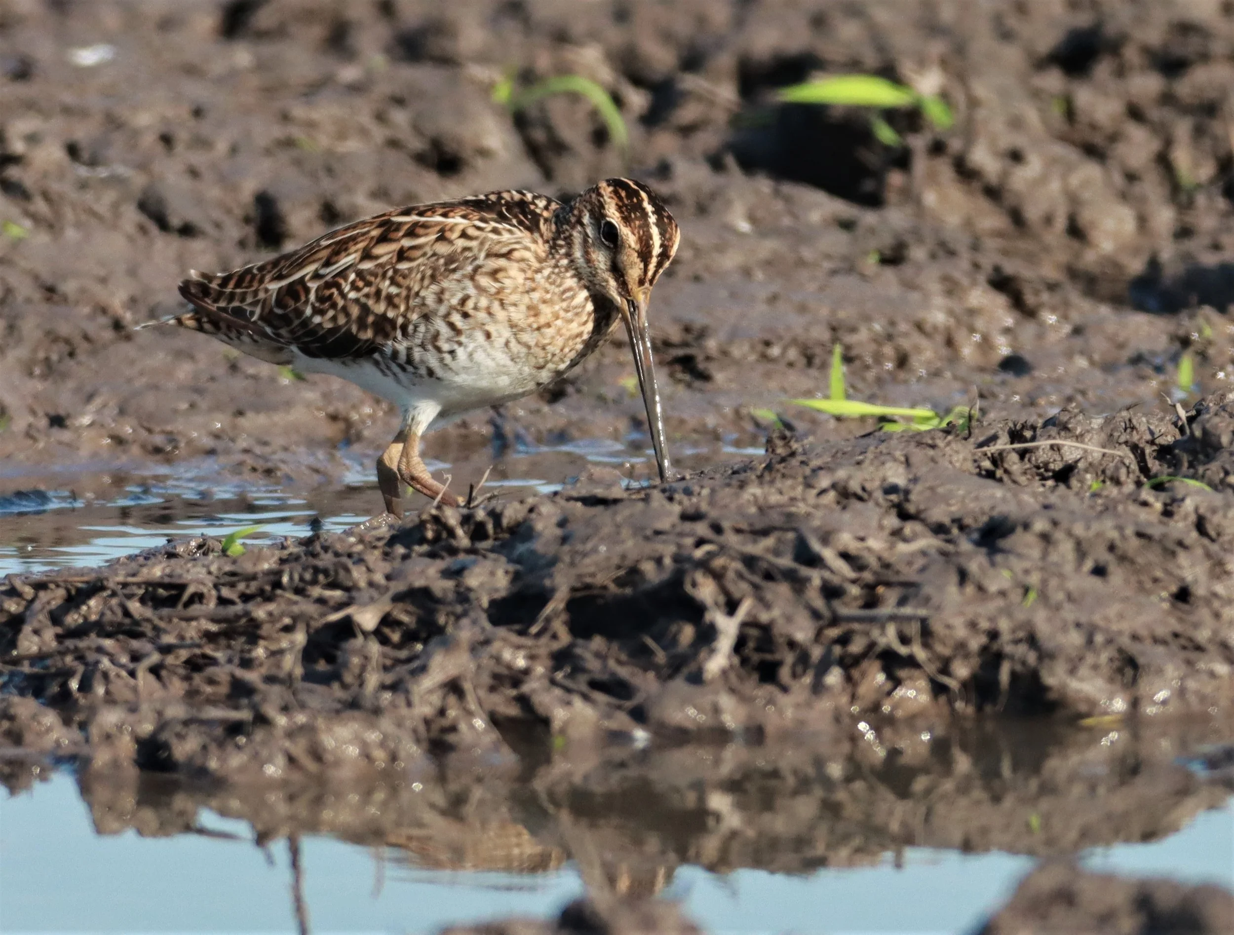 SNIPE - PINTAIL SNIPE - Gallinago stenura - PATHUM THANI RICE RESEARCH CENTER AUGUST 24 2021 (165).jpg