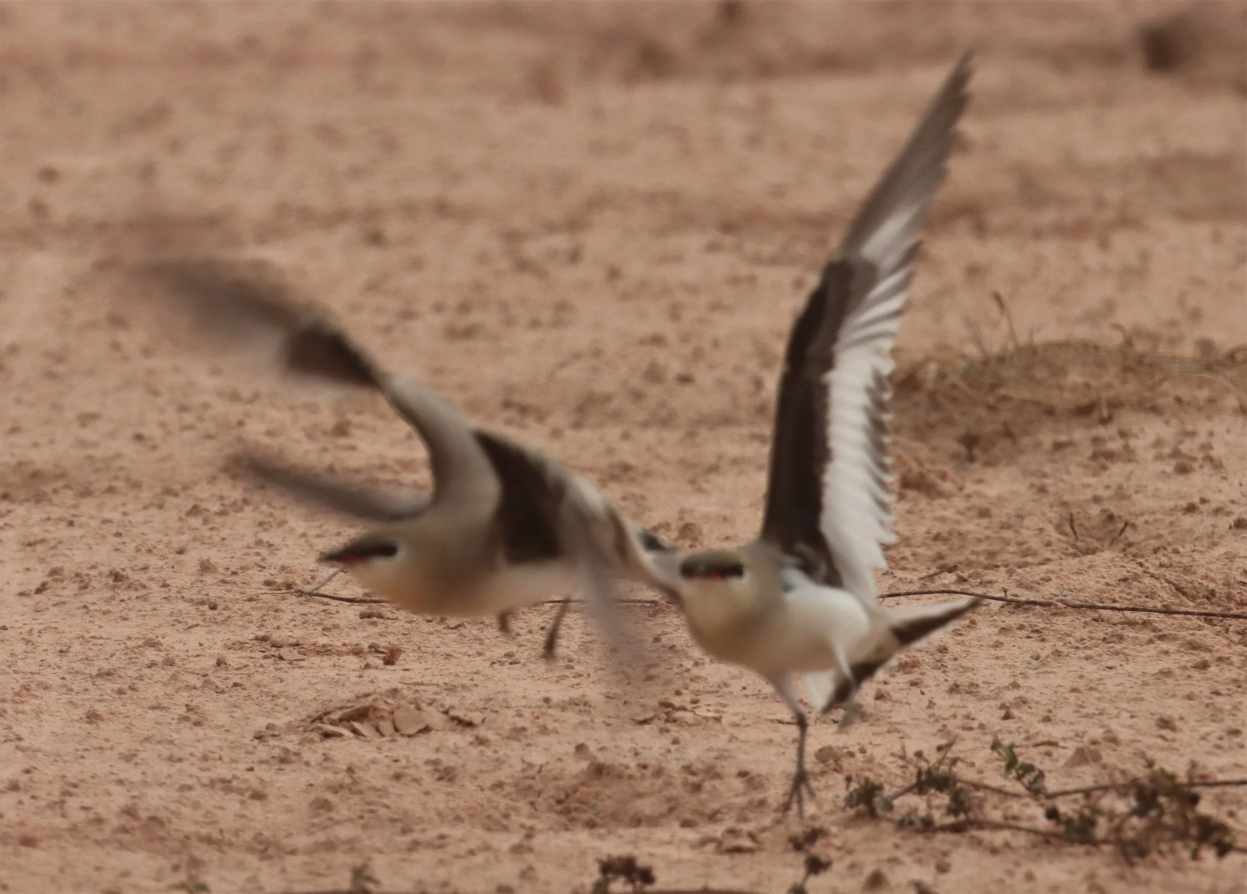 PRATINCOLE - SMALL PRATINCOLE - Glareola lactea - KABIN BURI WETLANDS 15KM OUT ON 304 (153).jpg