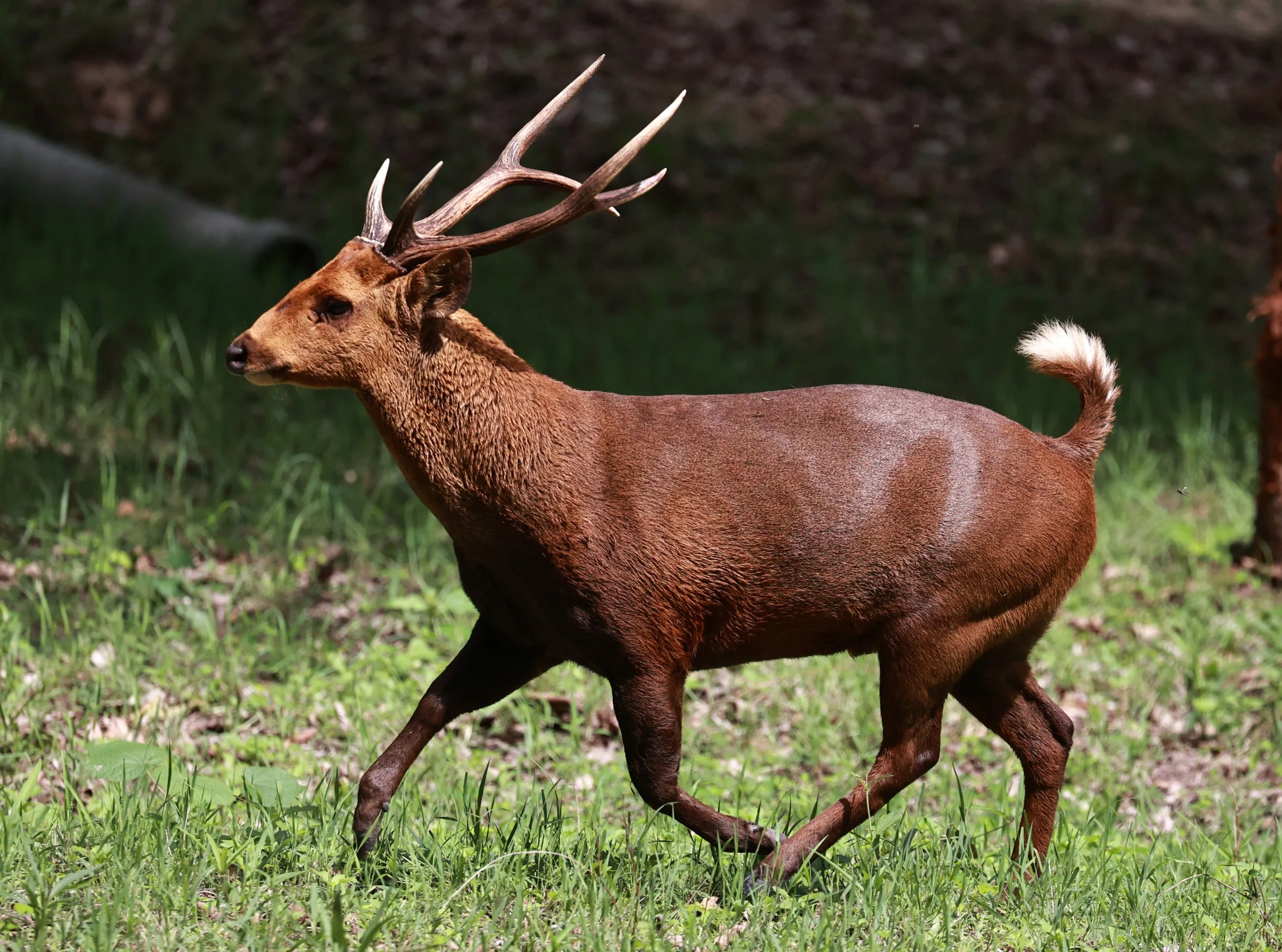 Axis annamiticus - Indochinese Hog Deer - Huai Kha Khaeng Wildlife Sanctuary June 2024 (36).jpg