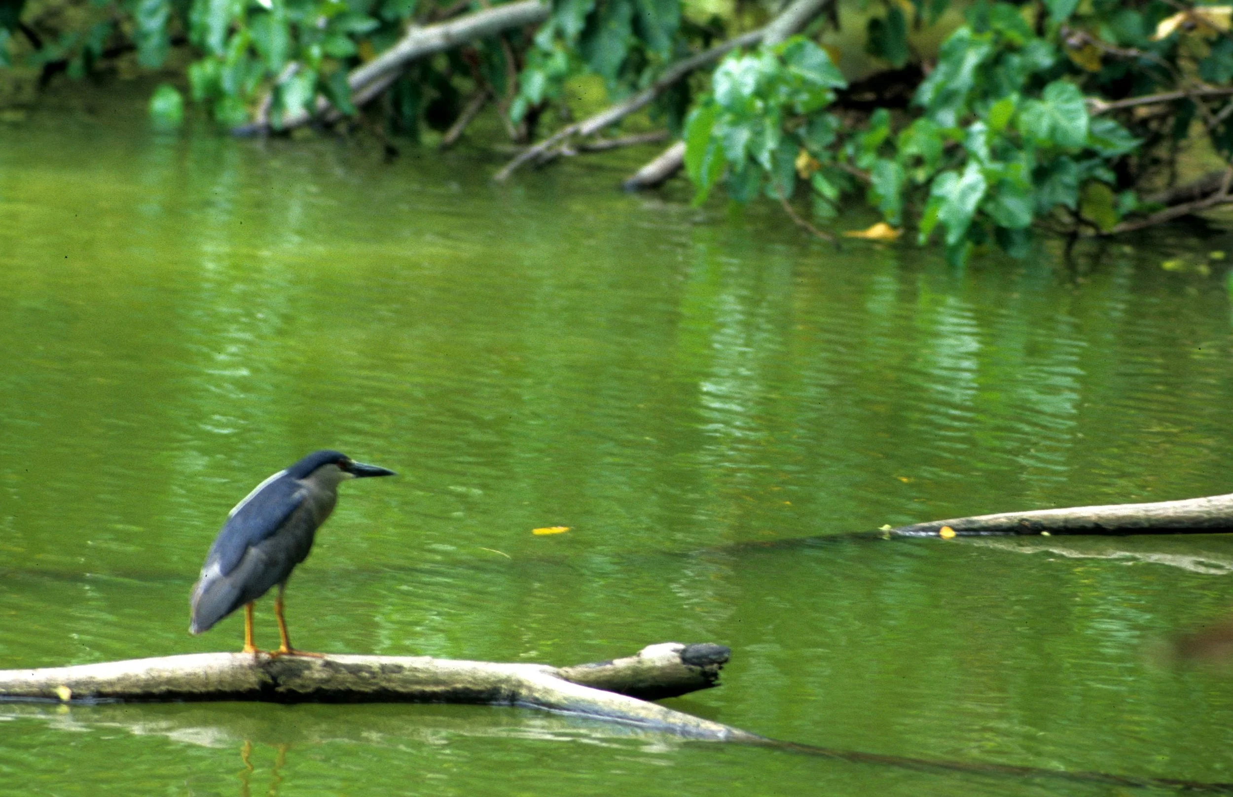 BIRD - HERON - BLACK-CROWNED NIGHT HERON - NYCTICORAX NYCTICORAX.jpg