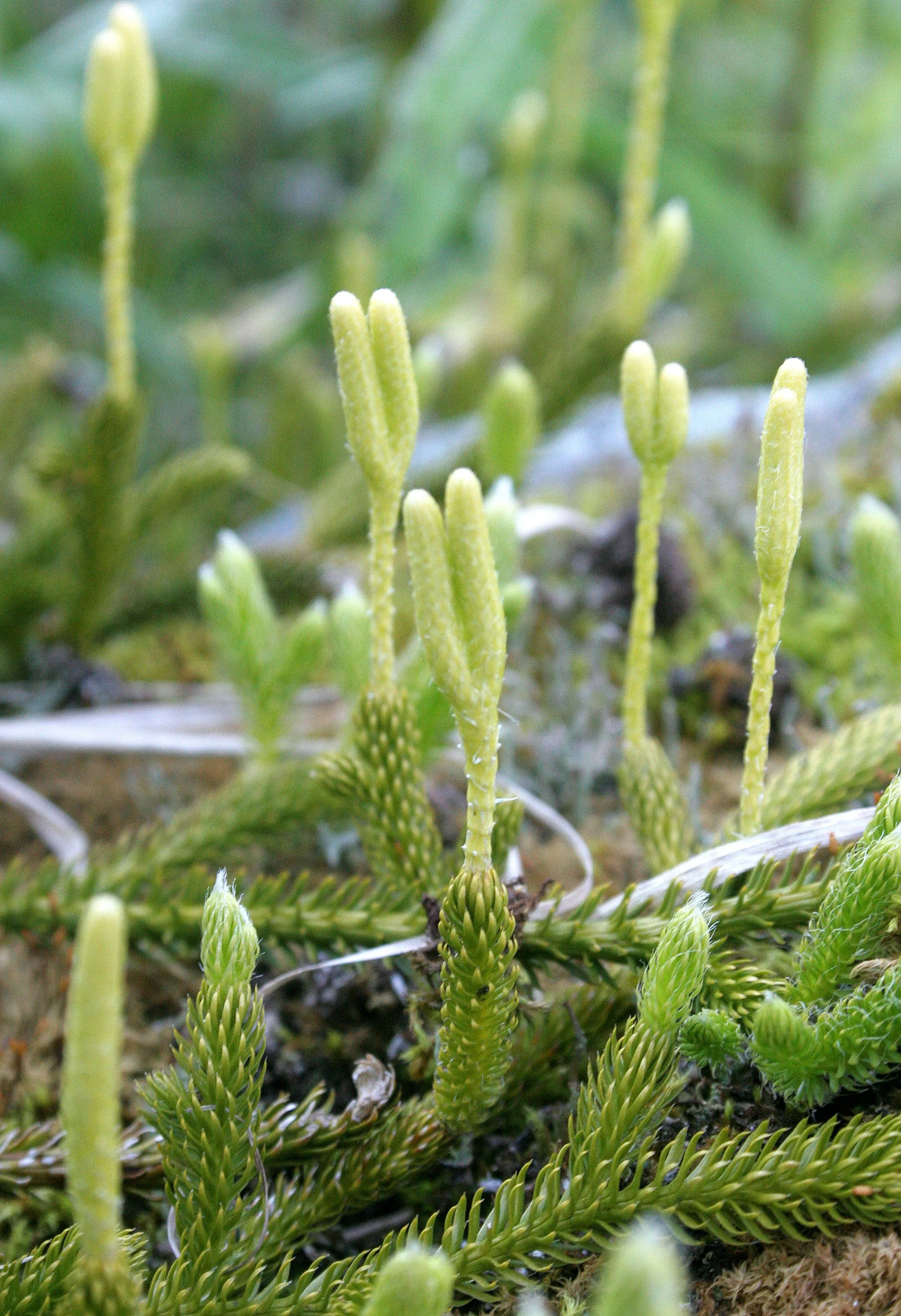 KURIL ISLANDS - FLORA  (100).jpg