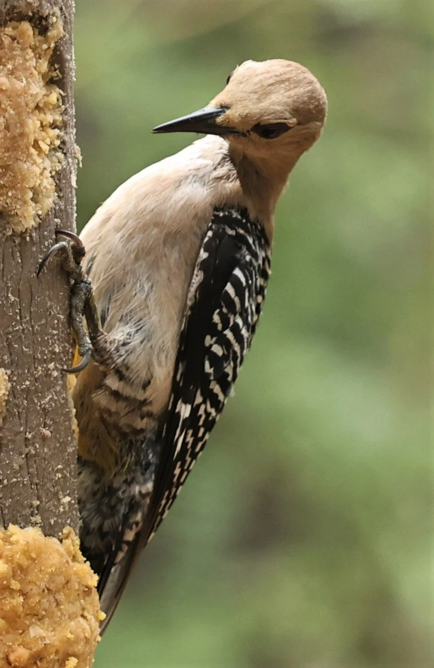 Melanerpes uropygialis - GILA WOODPECKER - ASH CANYON ARIZONA 2022 (5).jpg