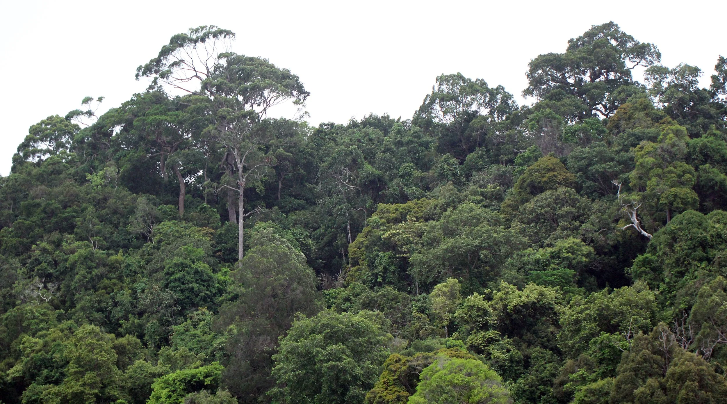 2016 Koh Lanta TheOtherSideVillas - Nature at our Home (77).JPG