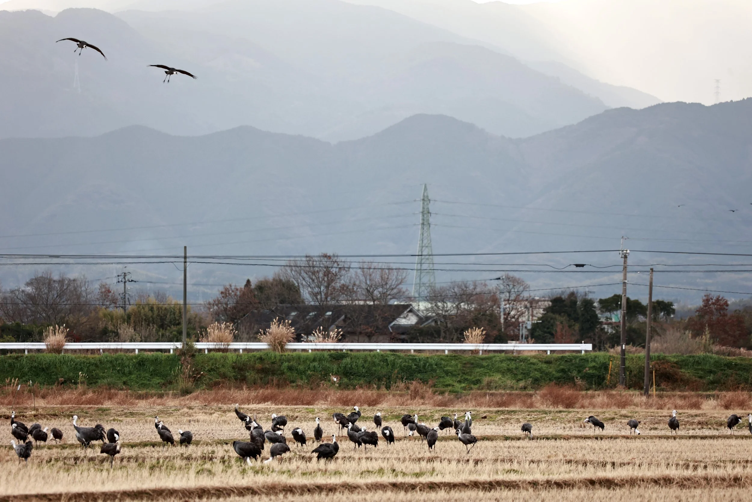 Hooded Crane (Grus monacha) & White-naped Crane - Izumi Crane Park & Center, Izumi Kagoshima Kyushu Japan (11).jpg
