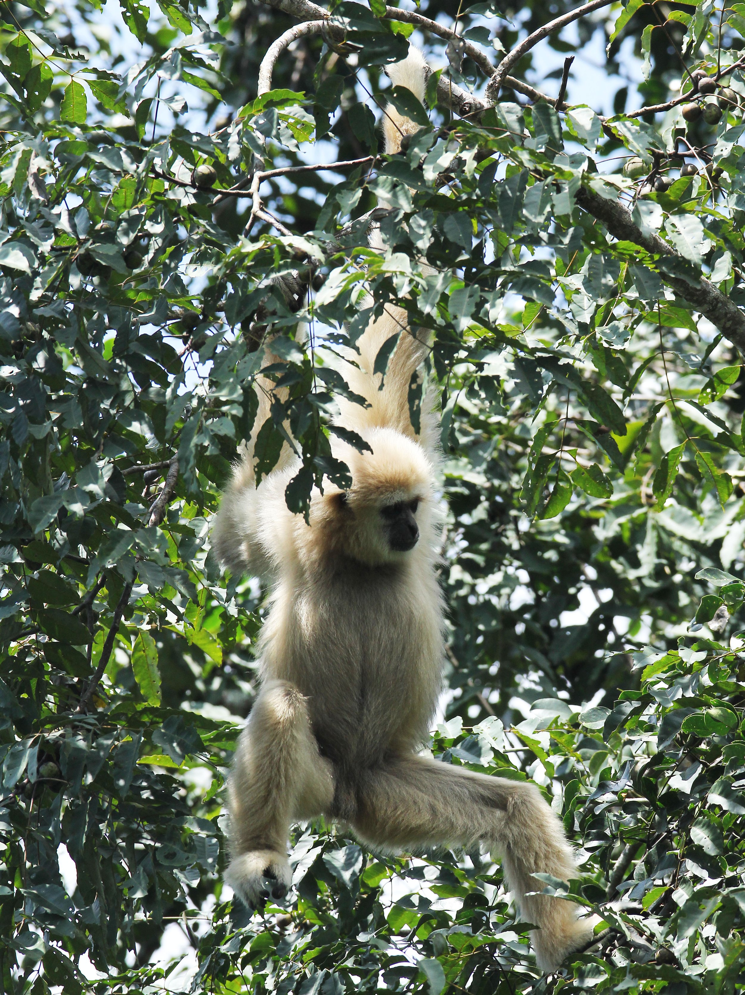 HYLOBATIDAE - Hylobates lar entelloides - LAR GIBBON (WHITE-HANDED) - KHAO YAI NATIONAL PARK THAILAND (48).JPG