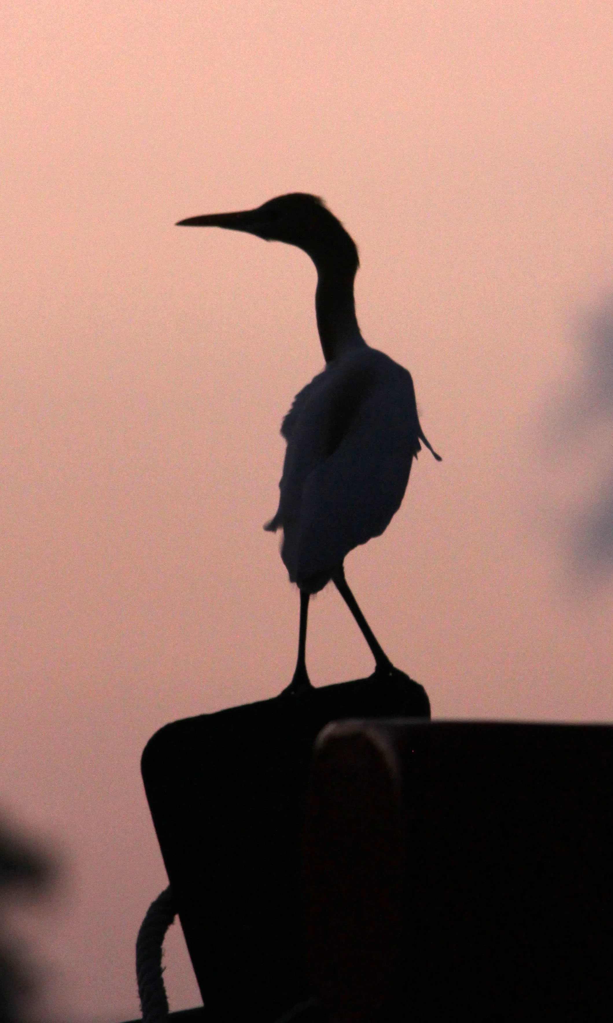 2014 Similans Trip with Family on The Junk (246).JPG