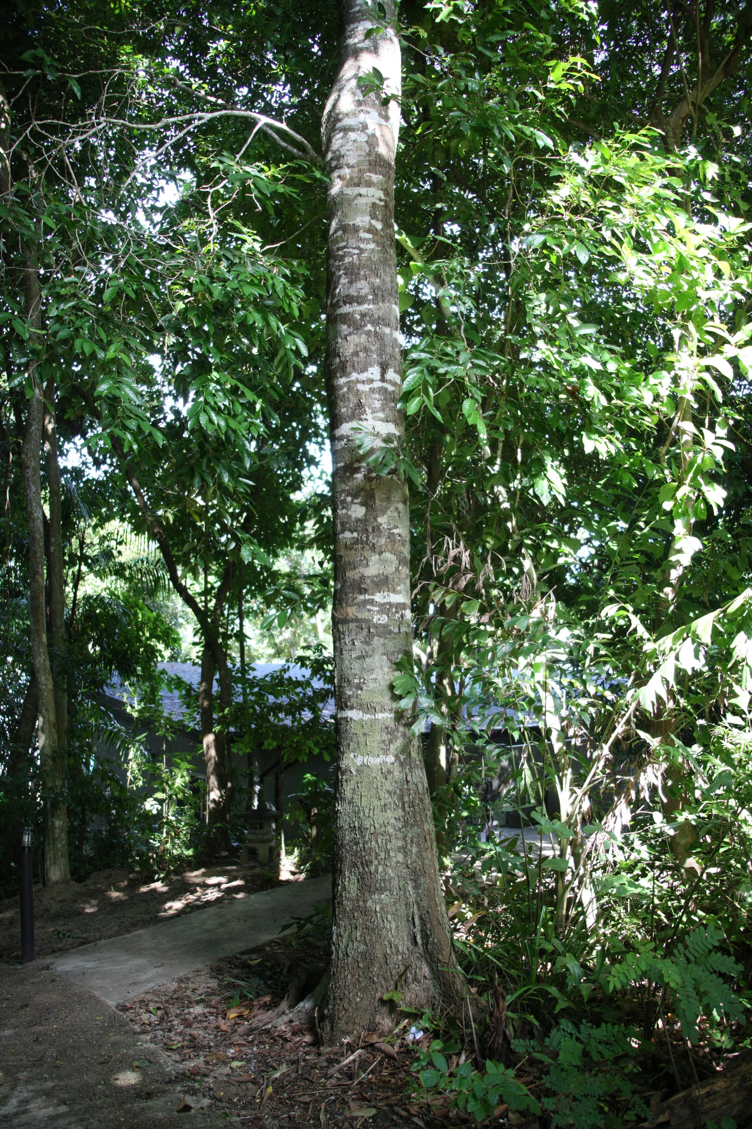2016 Koh Lanta Landscapes, House Pictures and Family Fun (618).JPG