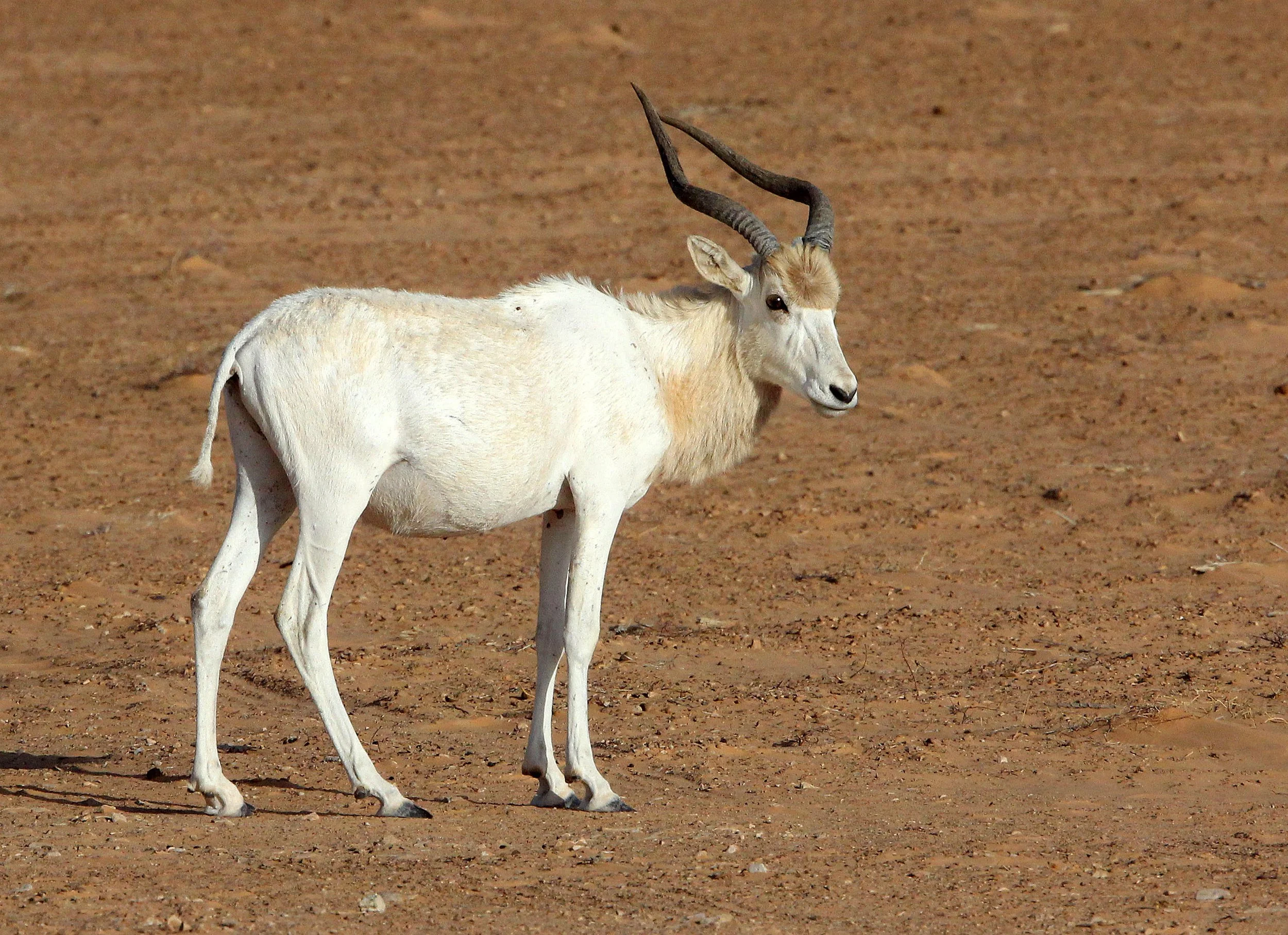 ADDAX - Addax nasomaculatus - JEBIL NATIONAL PARK TUNISIA (99).JPG