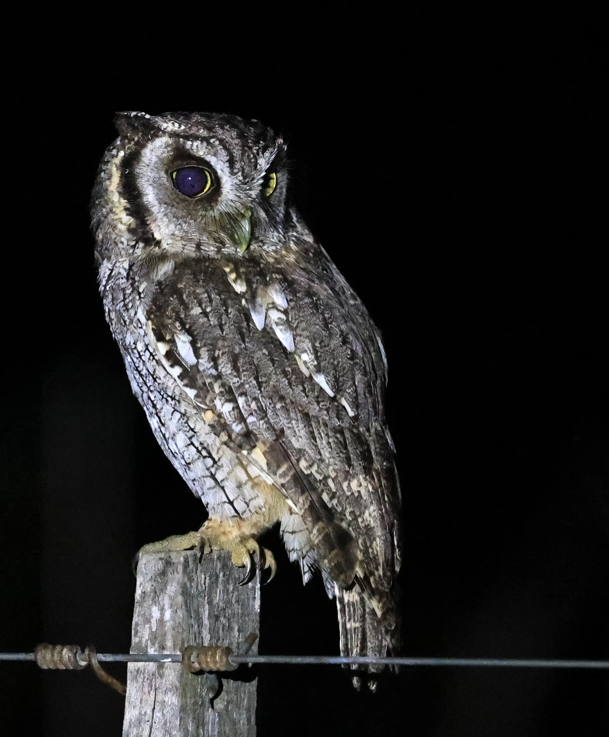 Tropical Screech-Owl (Megascops choliba) Hotel Campestre Iparoma Paraguay (32).jpg