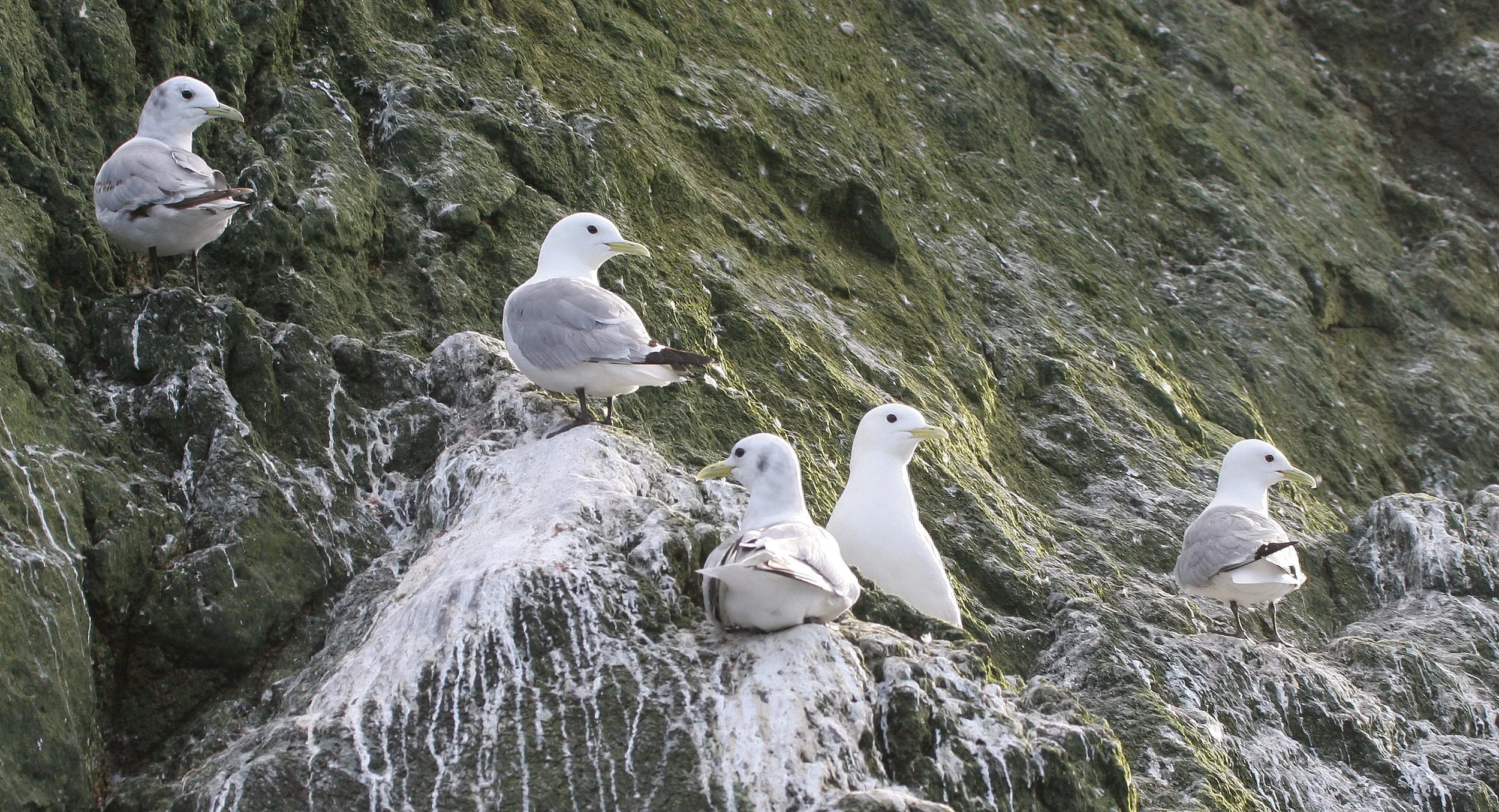 BIRD - KITTIWAKE - BLACK-LEGGED - ON COMMANDERS RUSSIA (4).jpg