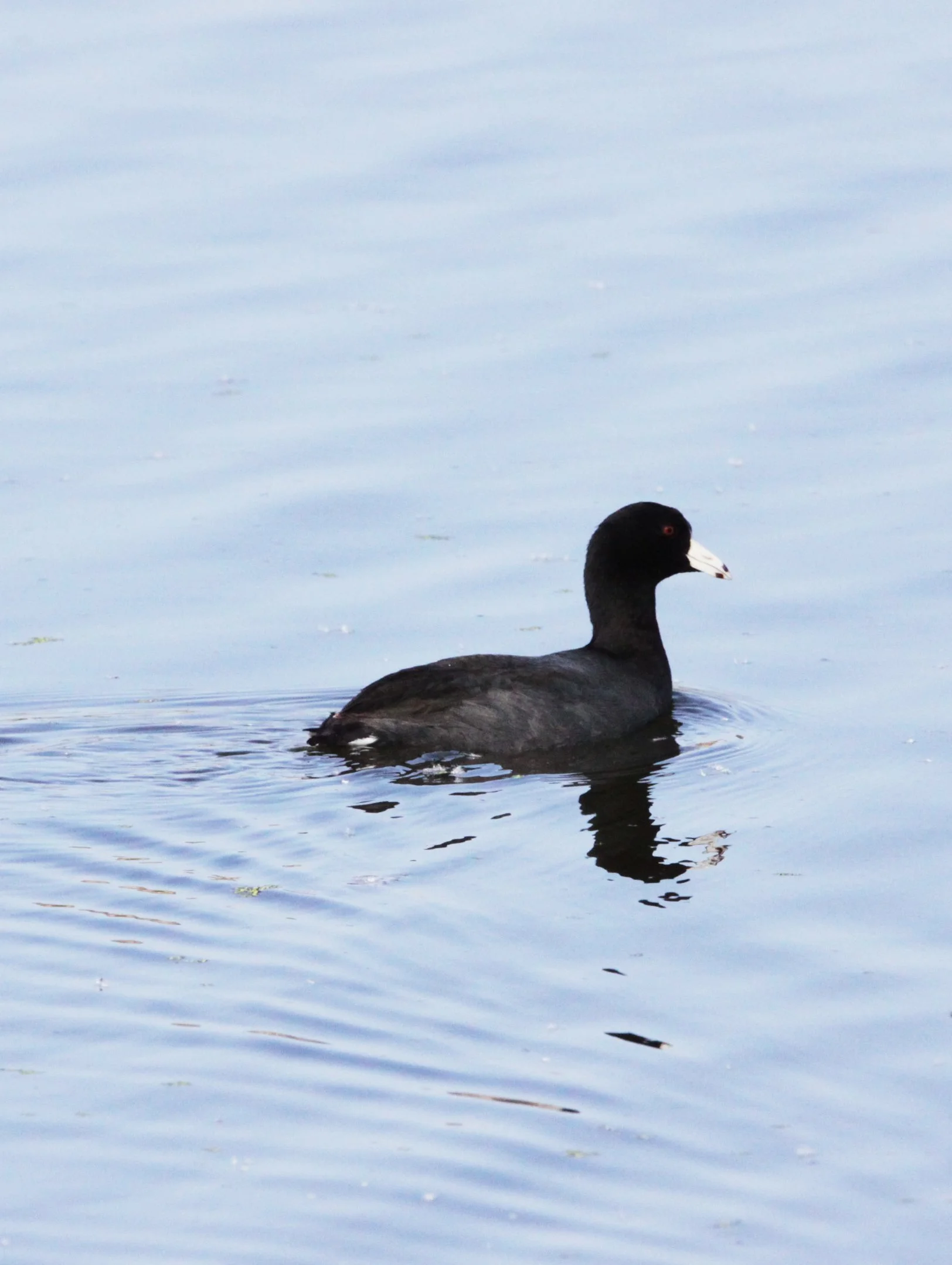 American Coot (Fulica americana) Arcata Marsh California (5).JPG