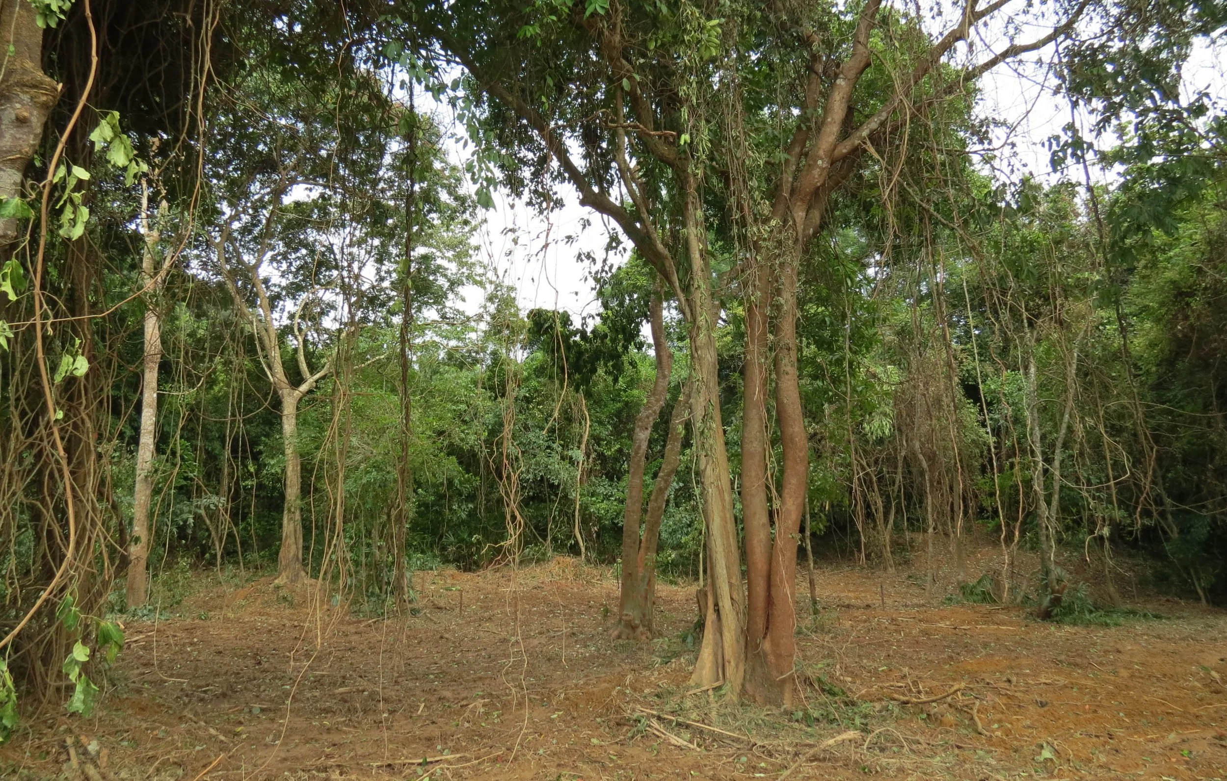 2014 Koh Lanta Build (21).JPG