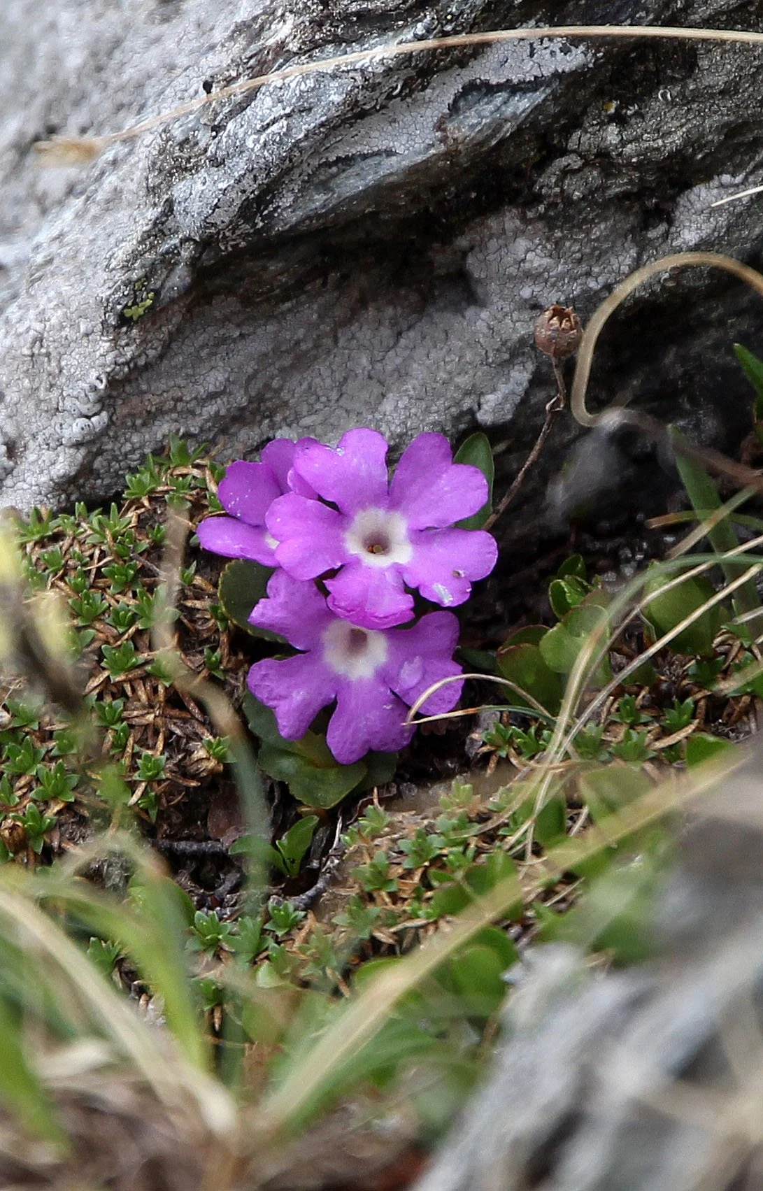 STELVIO NATIONAL PARK ITALY (101).JPG