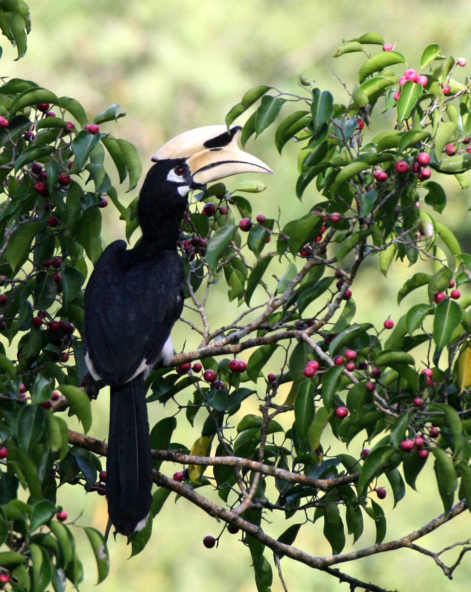 HORNBILL - ORIENTAL PIED HORNBILL - Anthracoceros albirostris - KAENG KRACHAN NP THAILAND (45).JPG