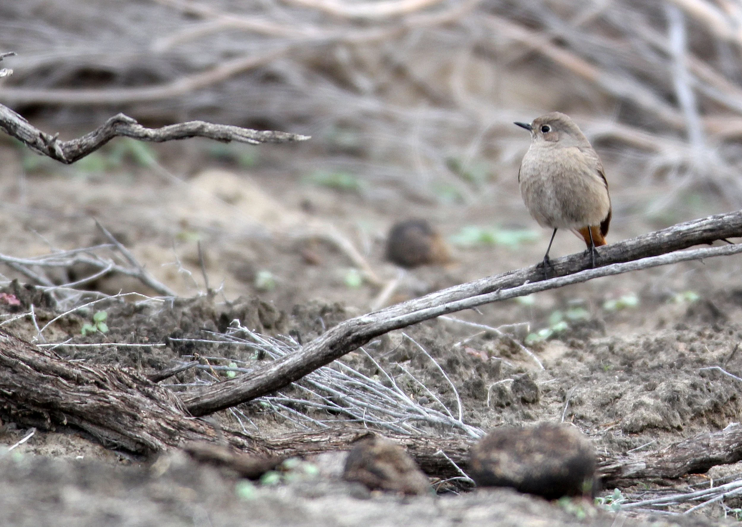 BIRD - REDSTART - BLACK REDSTART - FEMALE - WUTONG GOU DESERT ATTRACTION XINJIANG CHINA (2).JPG
