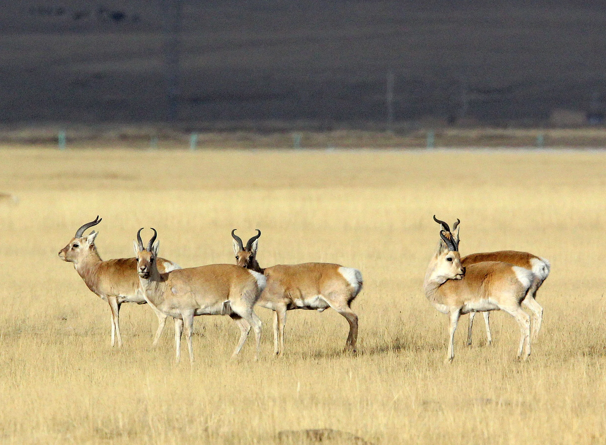 GAZELLE - PRZEWALSKI'S GAZELLE - Procapra przewalskii - QINGHAI LAKE CHINA (186).JPG