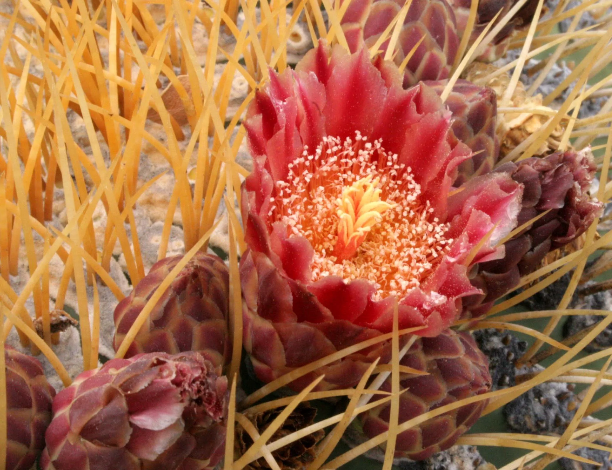 CACTACEAE - FEROCACTUS DIGUESII - ISLA SANTA CATALINA BARREL CACTUS - ISLA CATALINA BAJA MEXICO (8).JPG