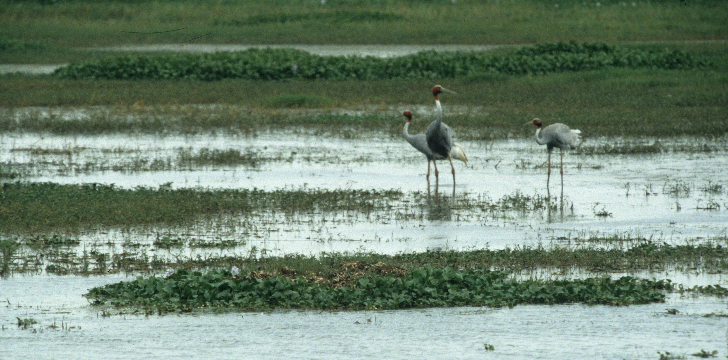 BIRD - CRANE - SARUS CRANE - KALEODEO INDIA E.jpg