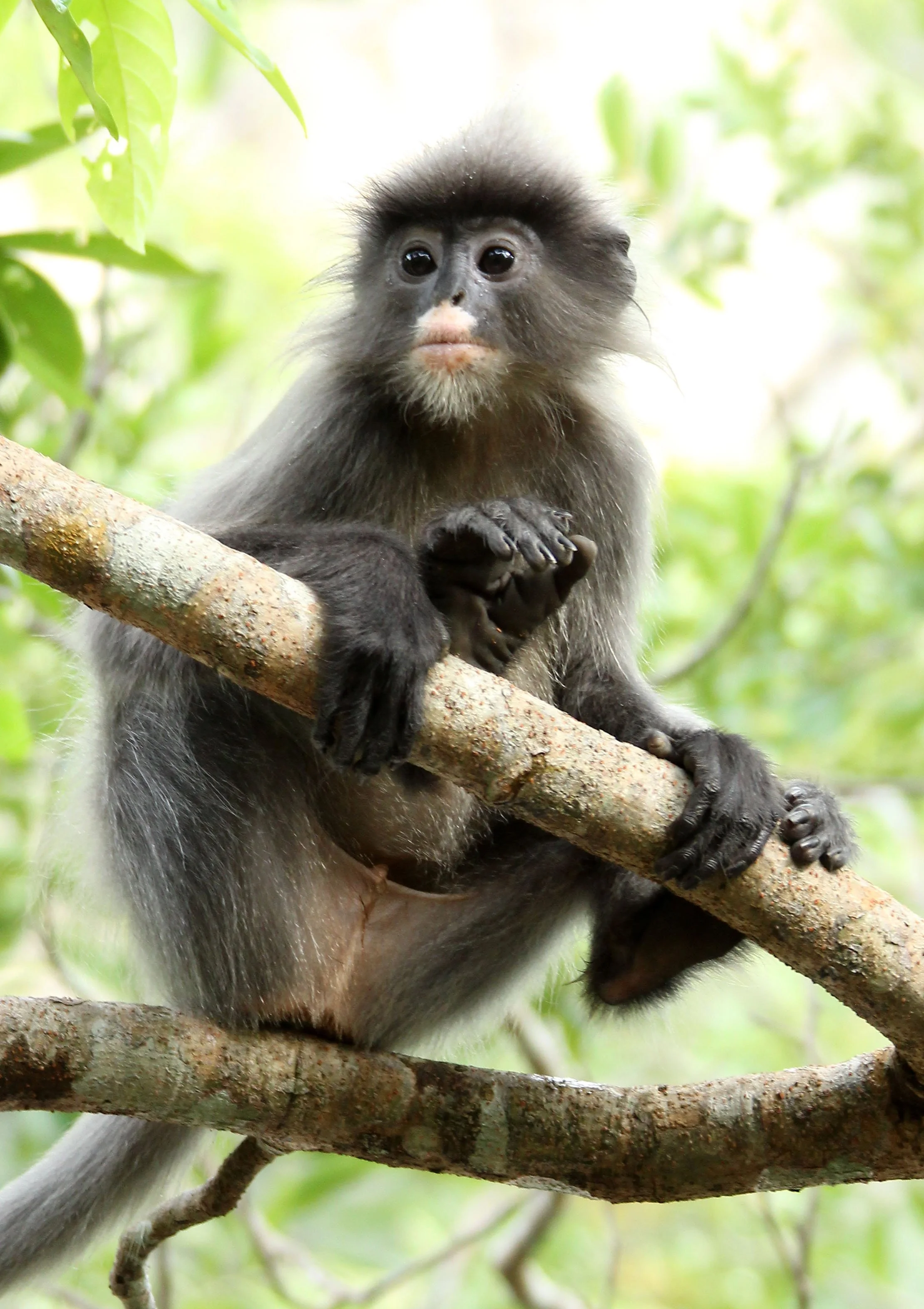 CERCOPITHECIDAE - Trachypithecus crepusculus - INDOCHINESE GRAY LANGUR - PHI THA KHON TEMPLE LOEI (67).JPG