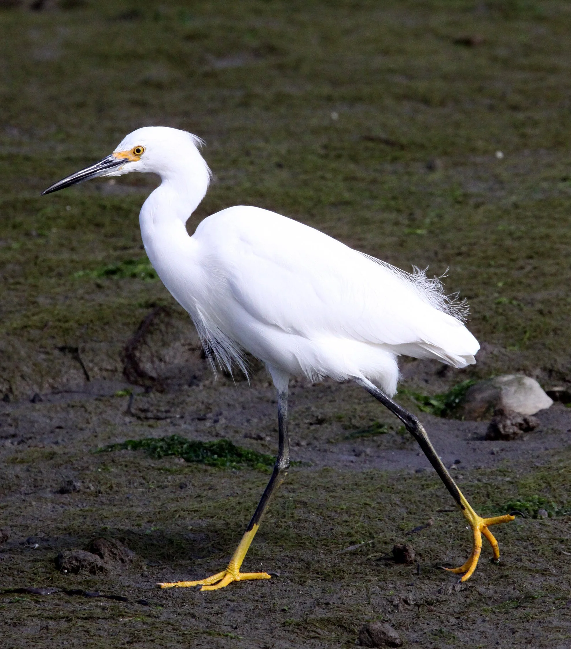 EGRET - SNOWY EGRET - Egretta thula - ELKHORN SLOUGH CALIFORNIA (11).JPG