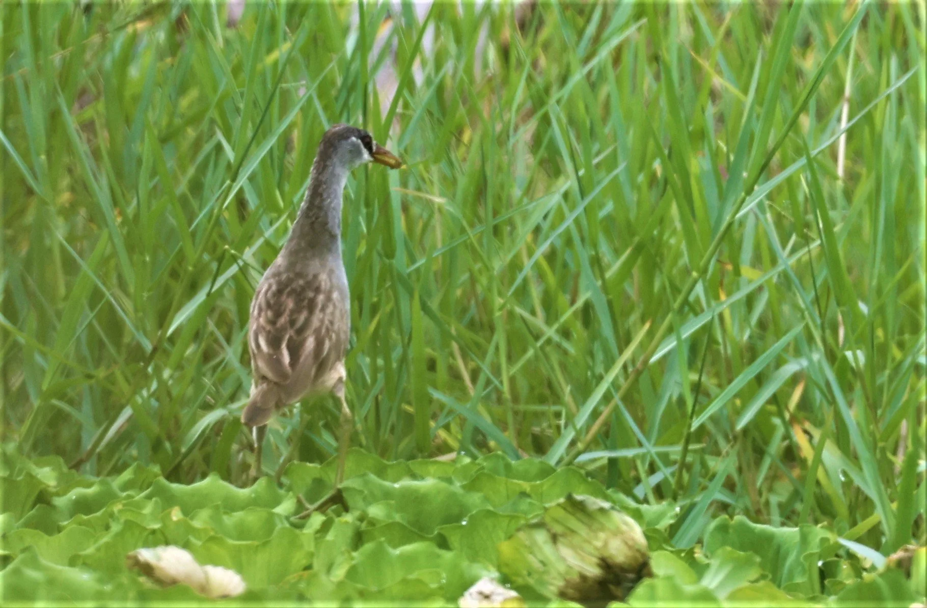White-browed Crake (Porzana cinerea) Thap Yao Rice Fields Lat Krabang Bangkok (2).jpg